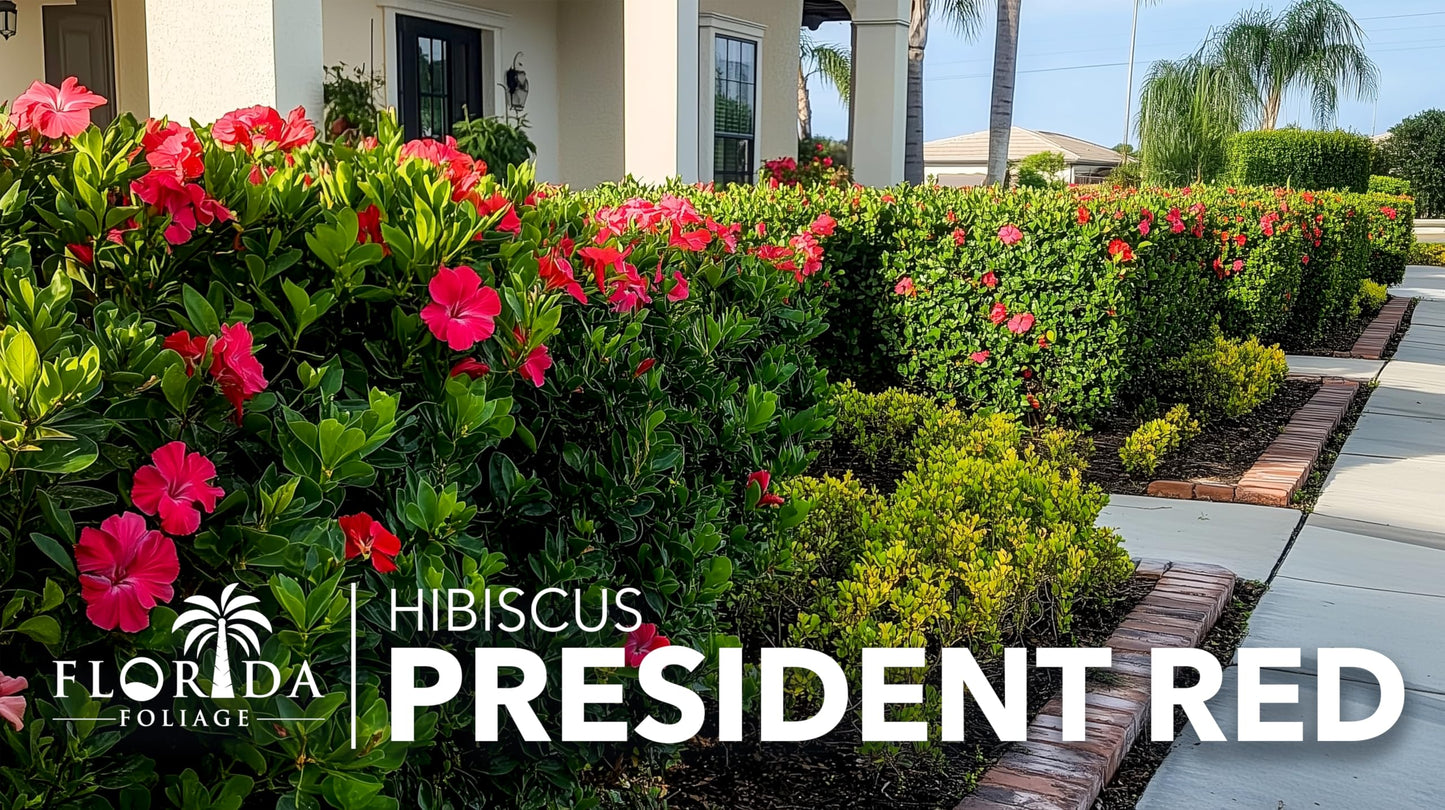 Hibiscus President Red | 3 Live Plants | Hibiscus Rosa-Sinensis | Vibrant Red Blooms | Tropical Garden Beauty | Eye-Catching Flowering Shrub