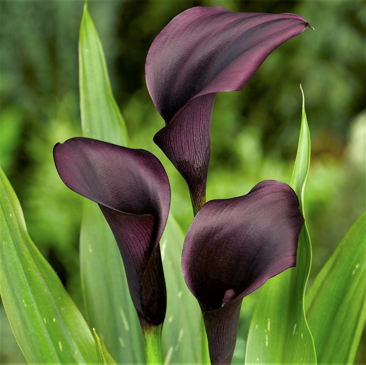 Easy to Grow Calla Lily Odessa 3 Bulbs - Dark Purple to Black Flowers Blooms in Summer Sun Tropical Spring Planted