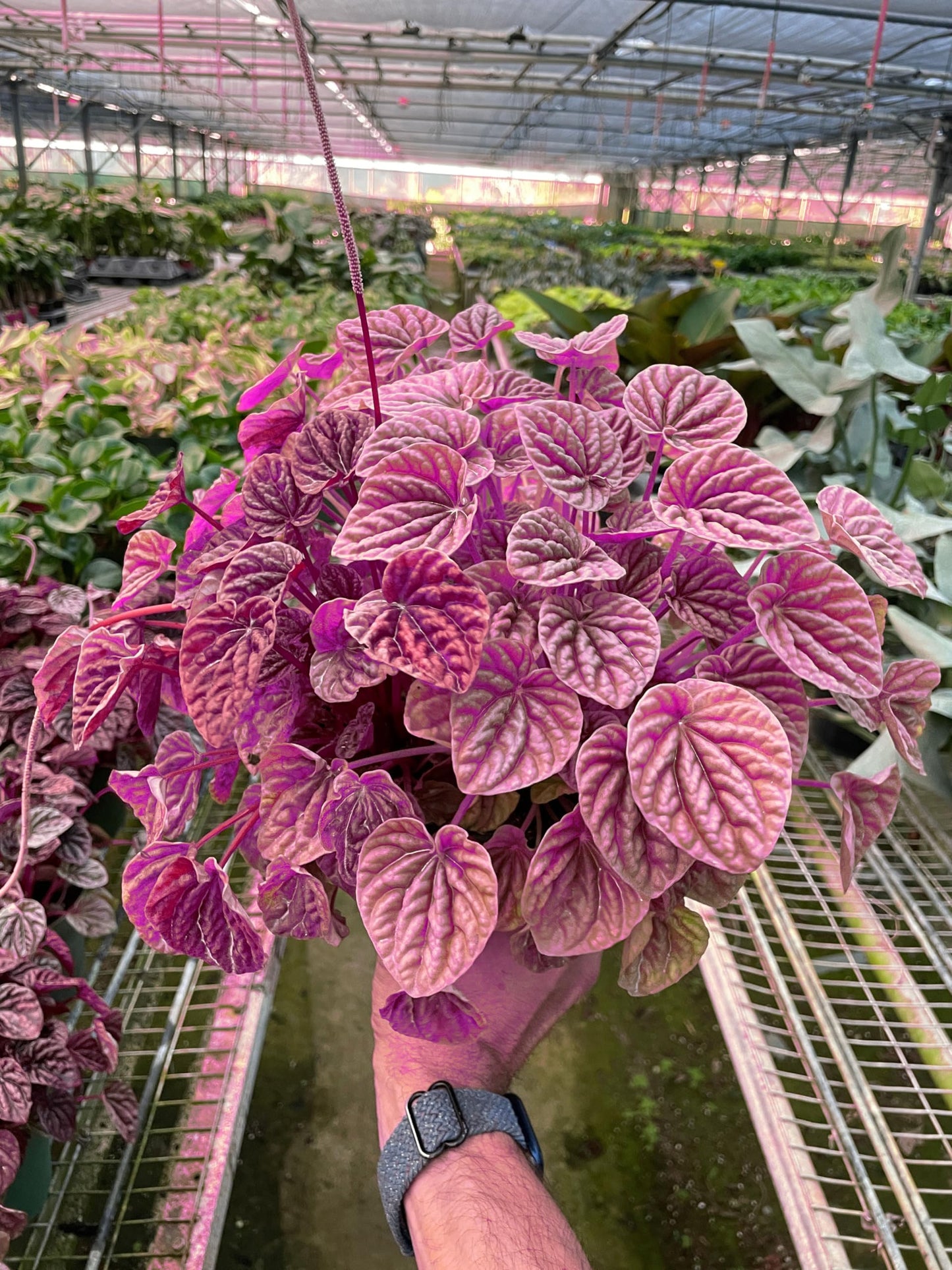 Peperomia 'Quito' in 4in Pot - Live Tropical Houseplant - Easy to Grow | Variegated | USA Growers | The Snobby Leaf