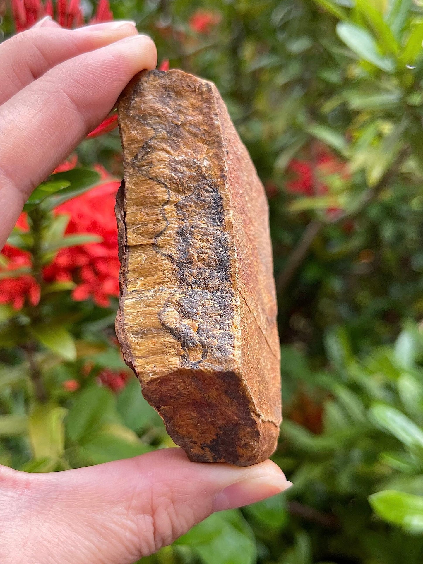 GAF TREASURES Wholesale Raw Tiger Eye Crystals, Natural Tiger Eye Stone, Natural Rough Tiger Eye Crystals, Tiger Eye Rough, Tiger Eye Healing Crystals (Tiger Eye, 0.5 Pound)