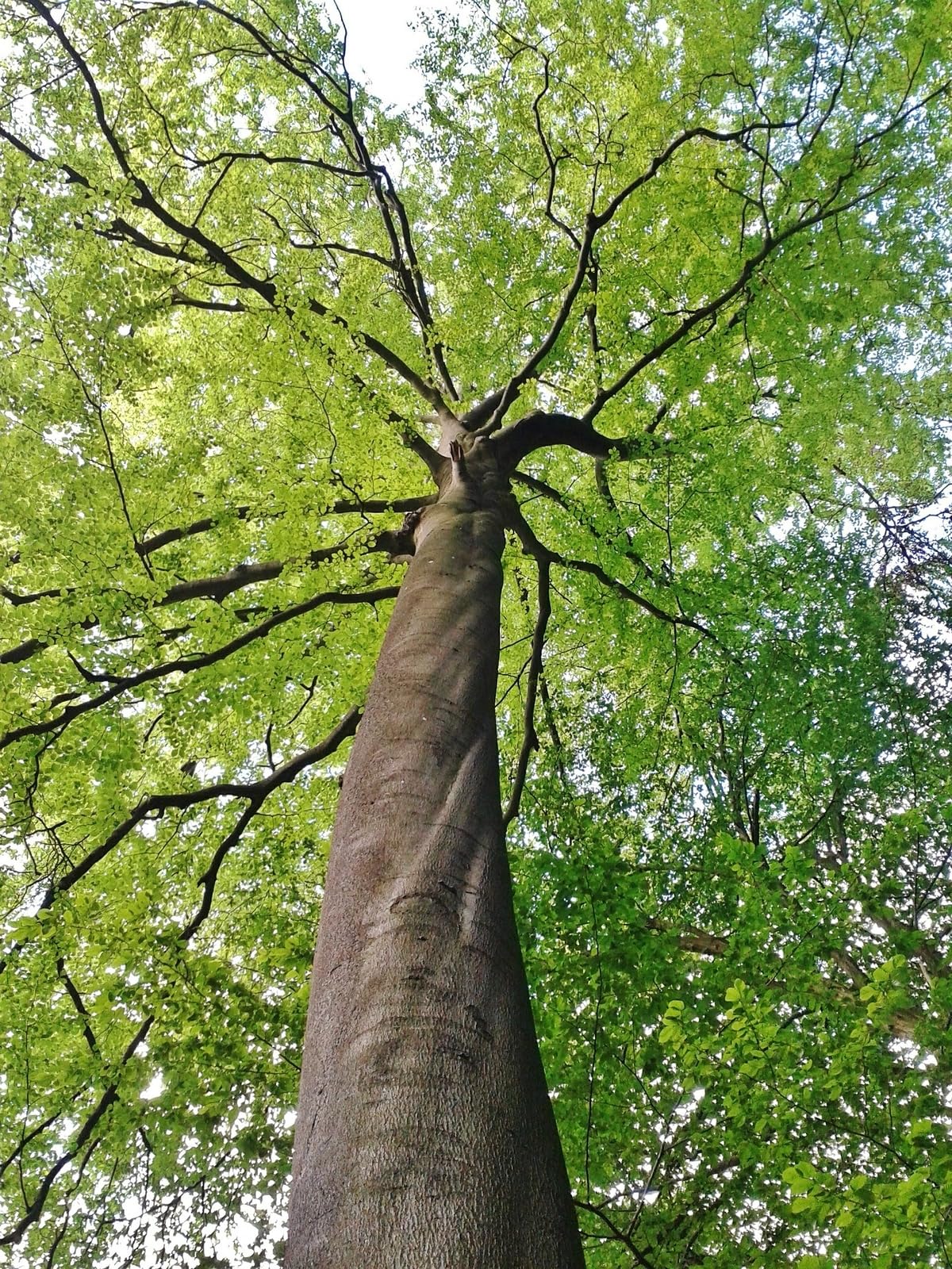 Live Plant - American Beech Tree - Live Plant - 6-12" Tall - Quart Pot - Fagus grandifolia