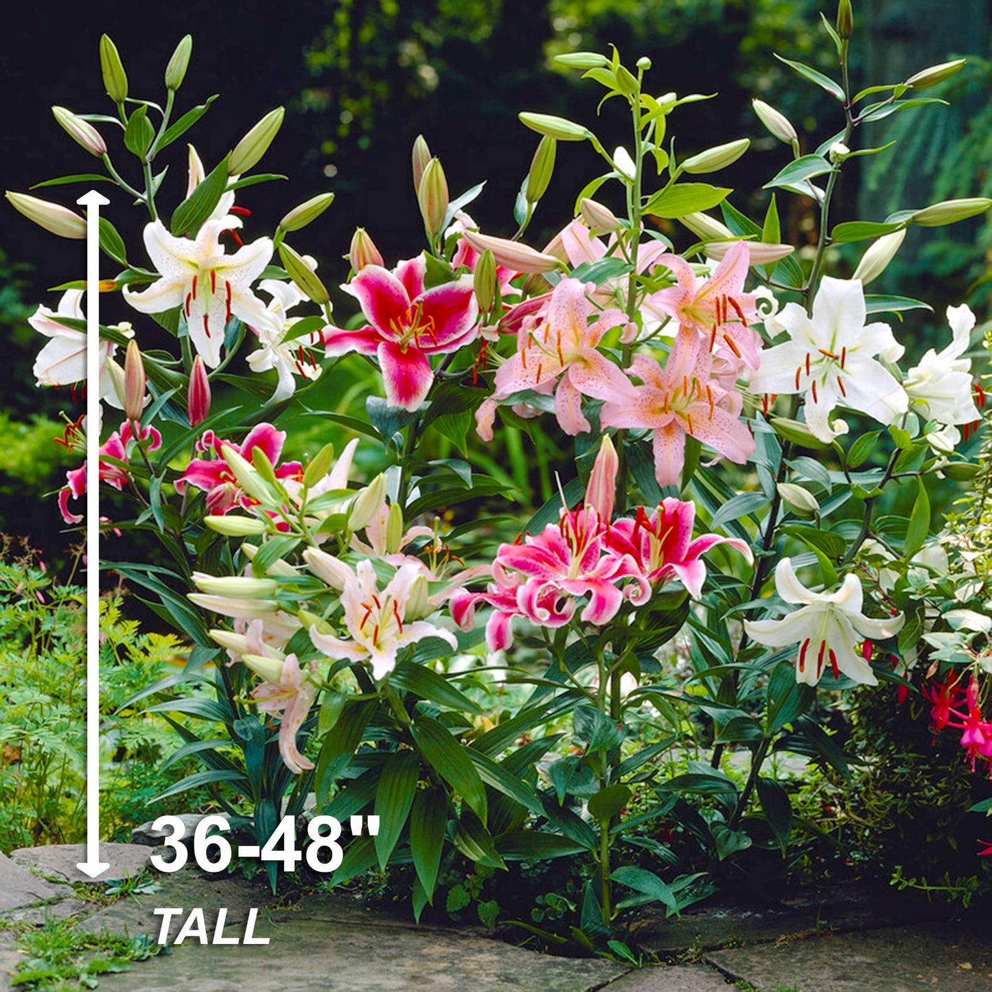 Garden State Bulb Mixed Oriental Lily Flower Bulbs, 14/16cm, Spring (Bag of 10)