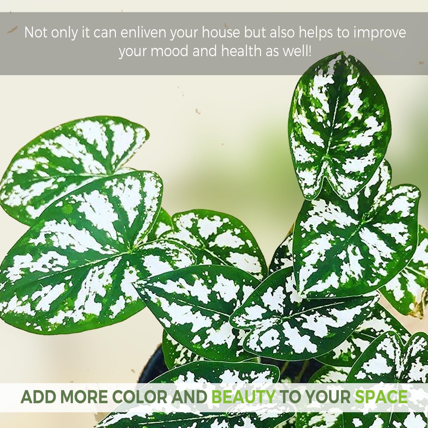 LEAL PLANTS ECUADOR Caladium Humboldtii (Pack of 2) | Pink Symphony Caladium Bulbs | Live Evergreen Indoor Plant | Elephant Ear Plant | Heart of Jesus, Angel Wings | Natural Décor for Home or Garden