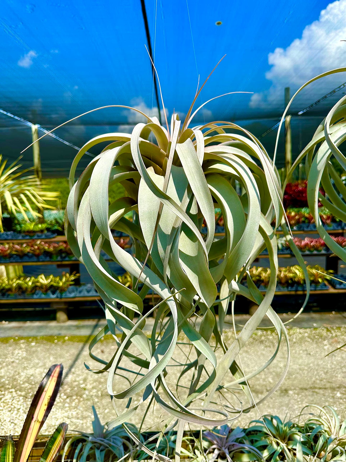ragnaroc Live Air Plant - Tillandsia Xerographica, Jumbo 6-9” – 1 ct - Ideal for Gifts & Presents, Live Indoor Plants & Live House-Plants – Live Plants for Home décor