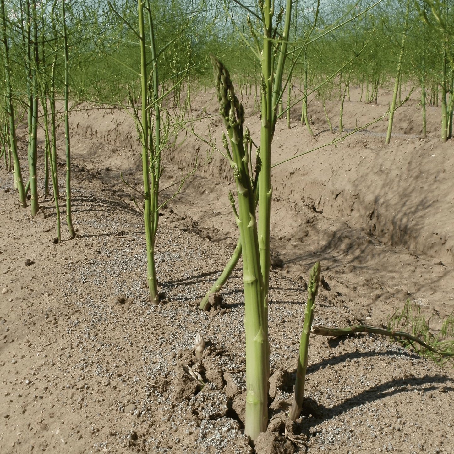 Jersey Knight Asparagus Roots - Hardy and High Yielding, 2yr Bare Root Asparagus Crowns from Hand Picked Nursery (25)