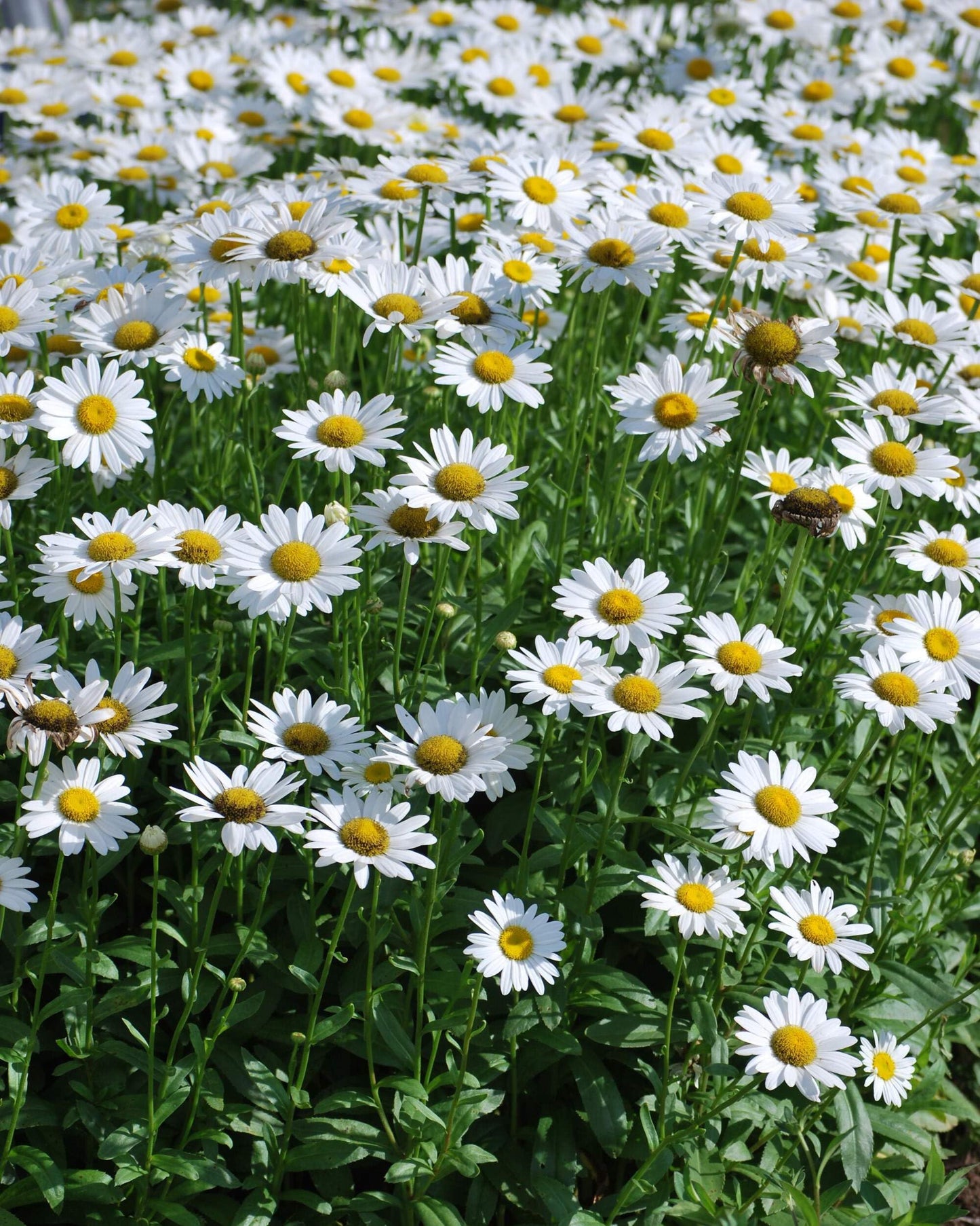 Perennial Farm Marketplace Chrysanthemum nipponicum (Nippon Daisy) Perennial, Size-#1 Container, Big White Flowers