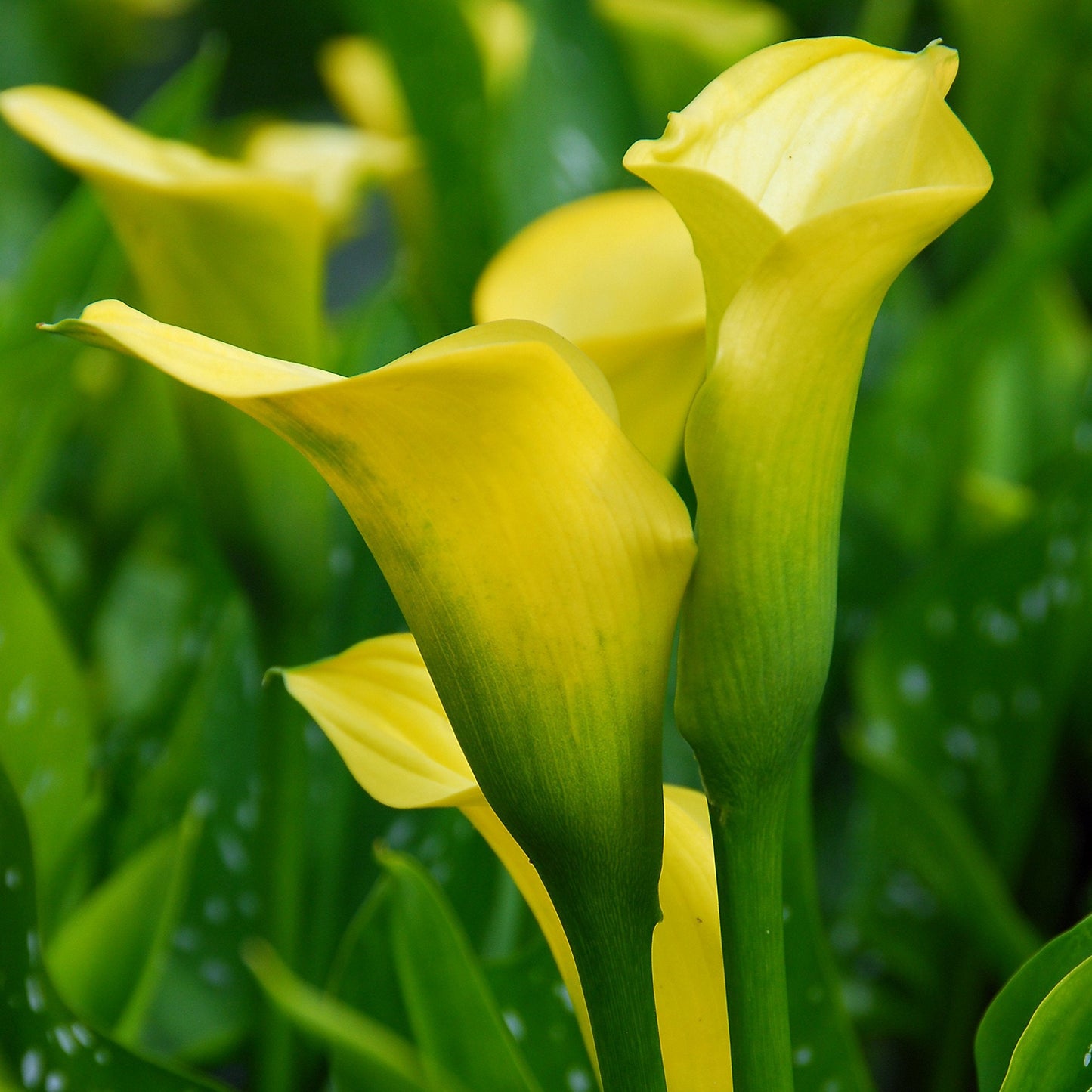 Easy to Grow Calla Lily Sun Club 3 Bulbs - Bright Yellow Flowers Blooms in Summer Sun Tropical Spring Planted