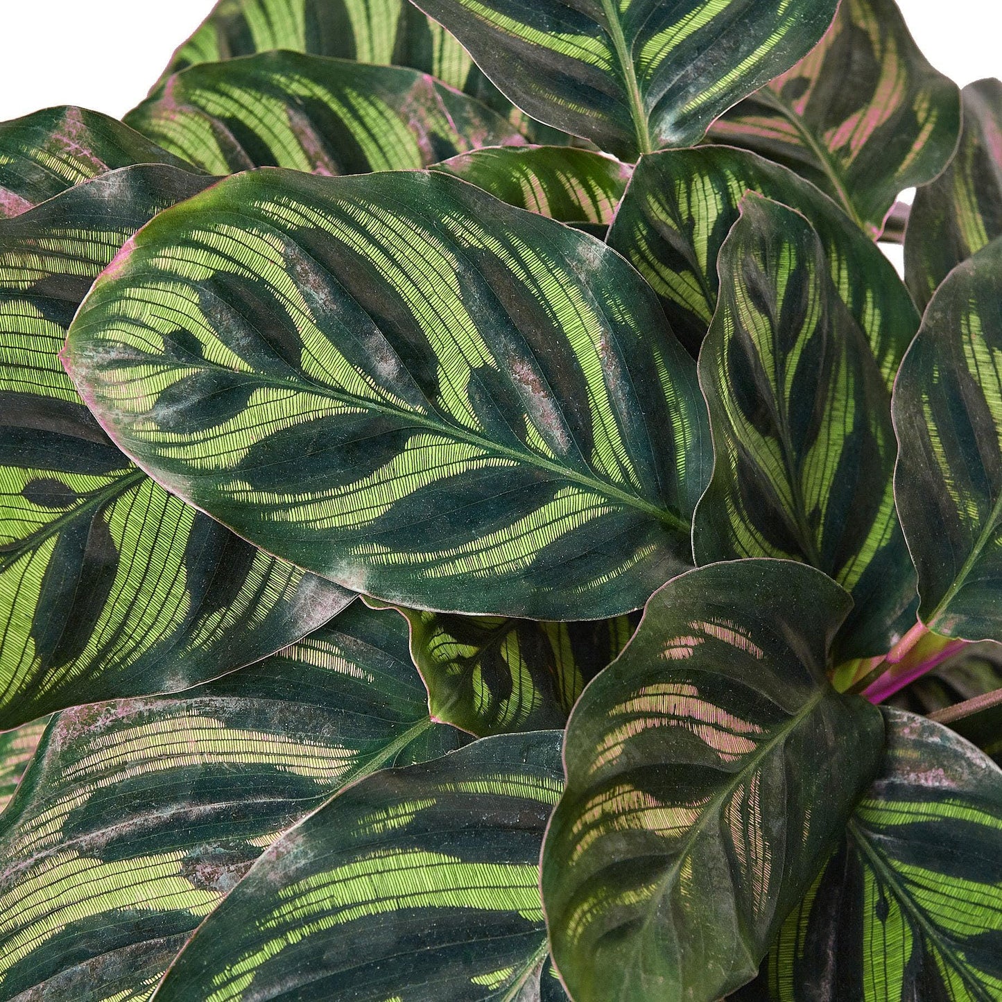 5 Pack Calathea 'Makoyana' in 4in Pot - Live Tropical Houseplant - Easy to Grow | Air Purifying | Pet Friendly | Variegated | USA Growers | The Snobby Leaf