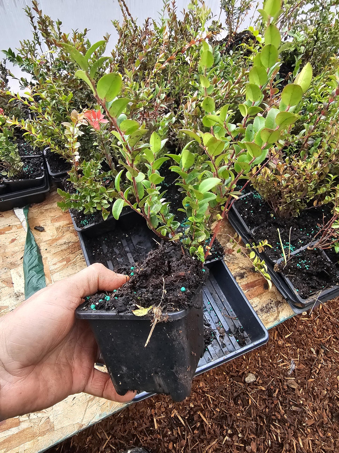 2pack Medium Live Wild Huckleberry Plants, 4" pots