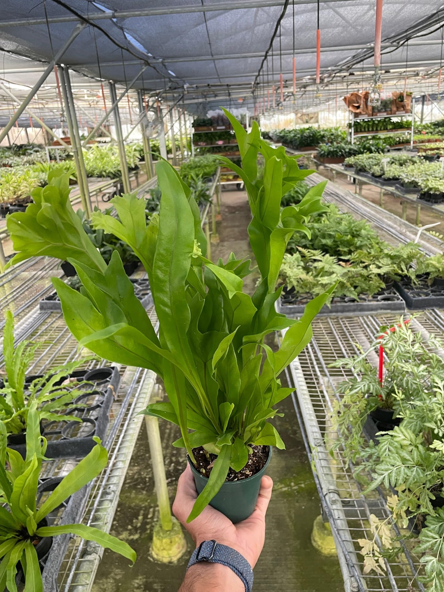 Fern 'Green Flame' | Live Plant for Indoor & Outdoor | for Living Room, Office, Bathroom | (4" Pot)