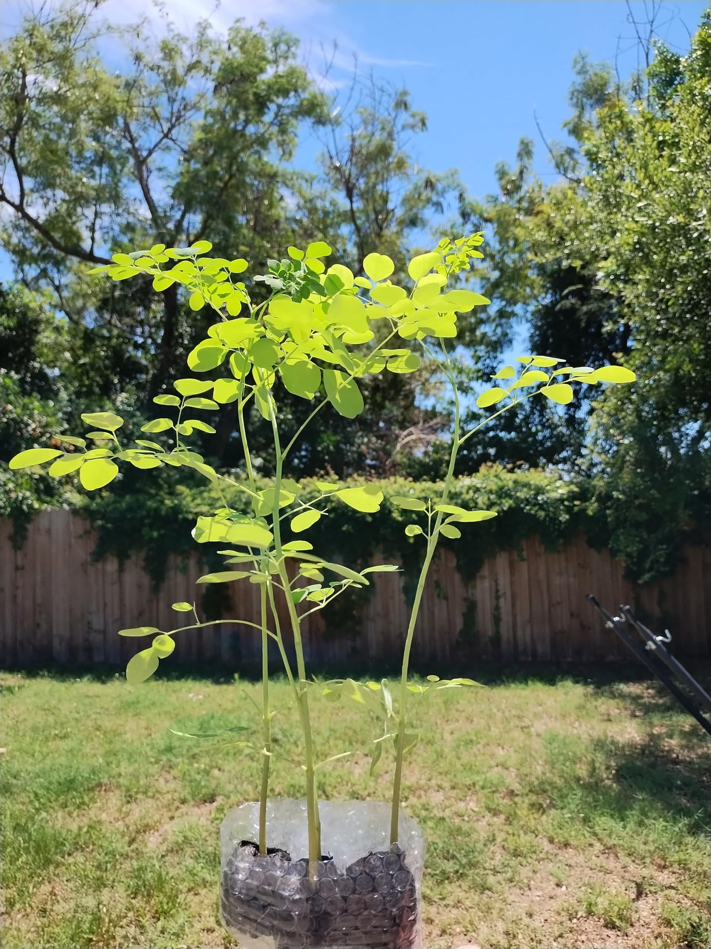Moringa Tree Seedling Live Moringa Plant with Moringa Seeds Malunggay Sahijan Drumstick Tree Moringa Oleifera