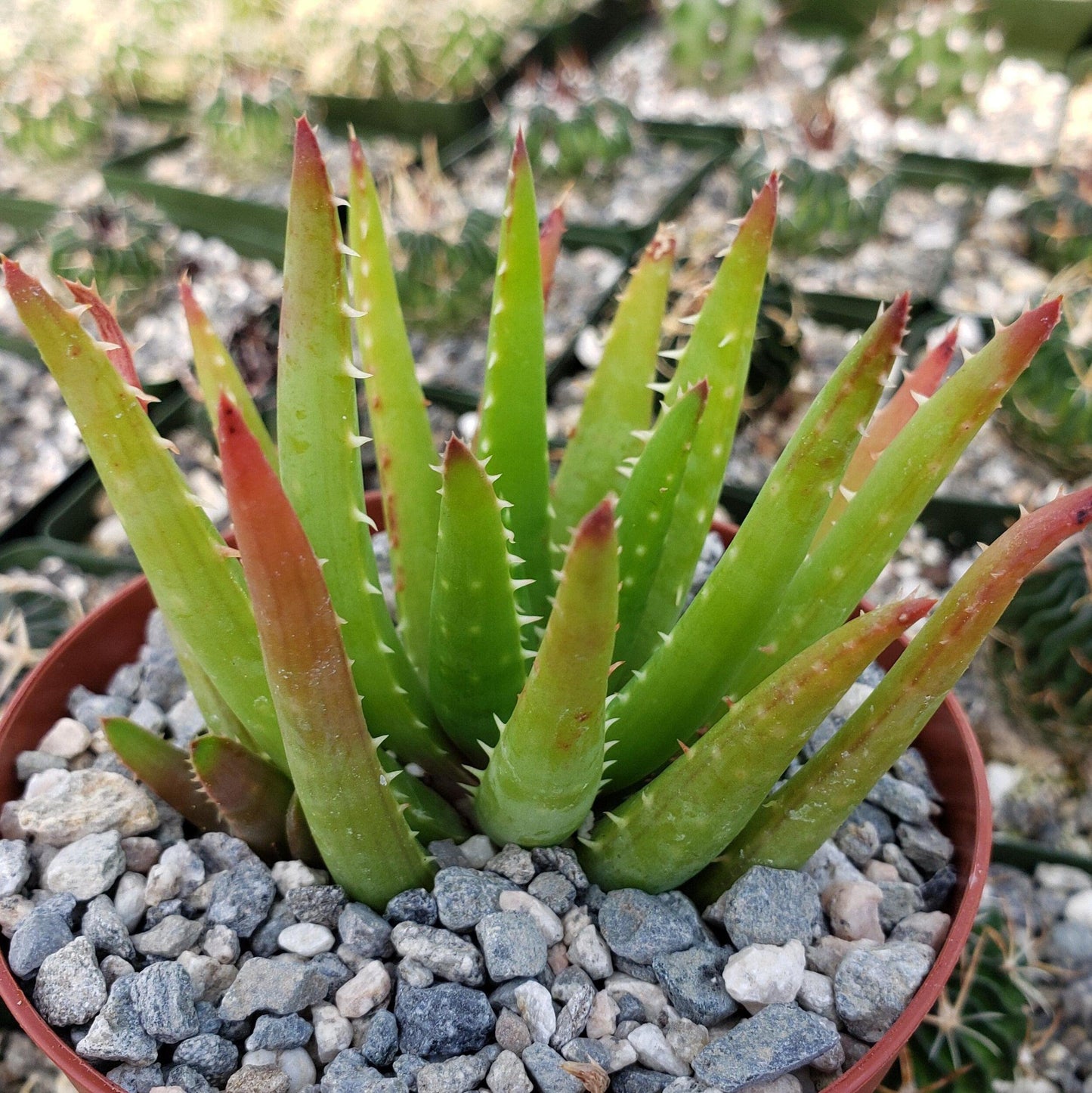 Aloe Vera chinensis Cacti Cactus Succulent Real Live Plant