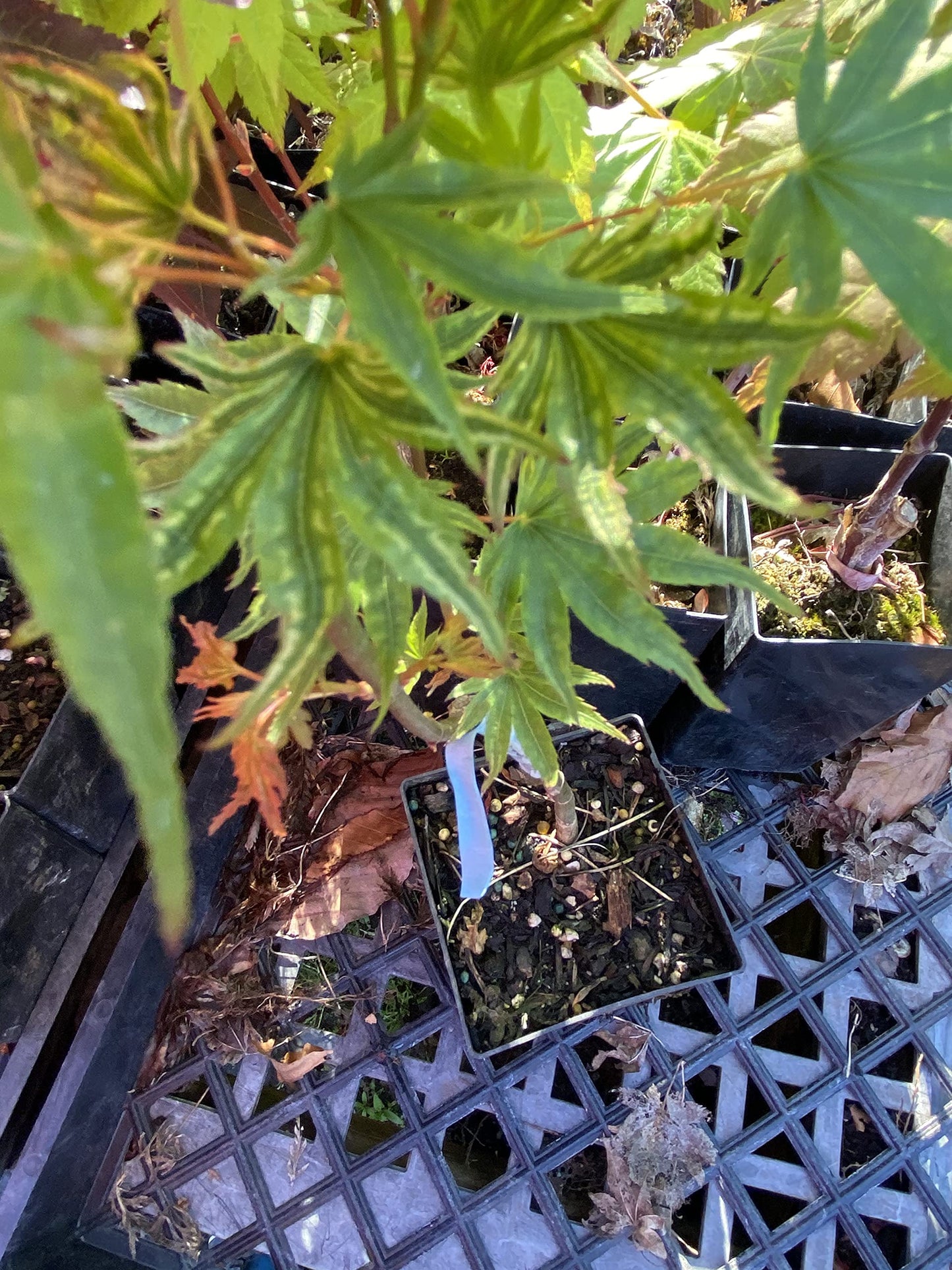 Ikandi Dwarf Variegated Japanese Maple 2 -Year Plant