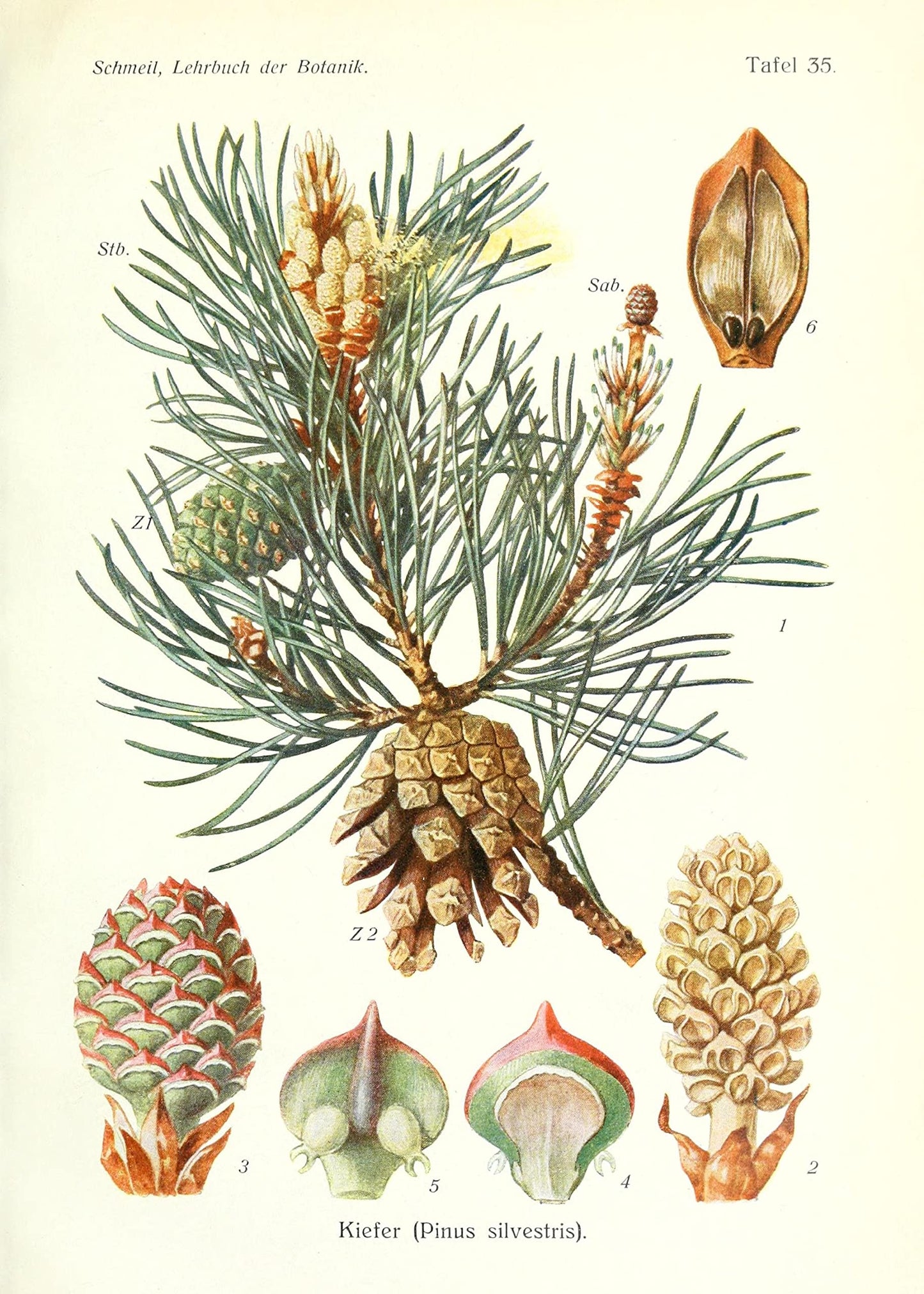 Ink Inc. Botanical Prints Wall Art Woodland Plants - Fern Wildflower Mushroom - Set of 9 5x7- Unframed