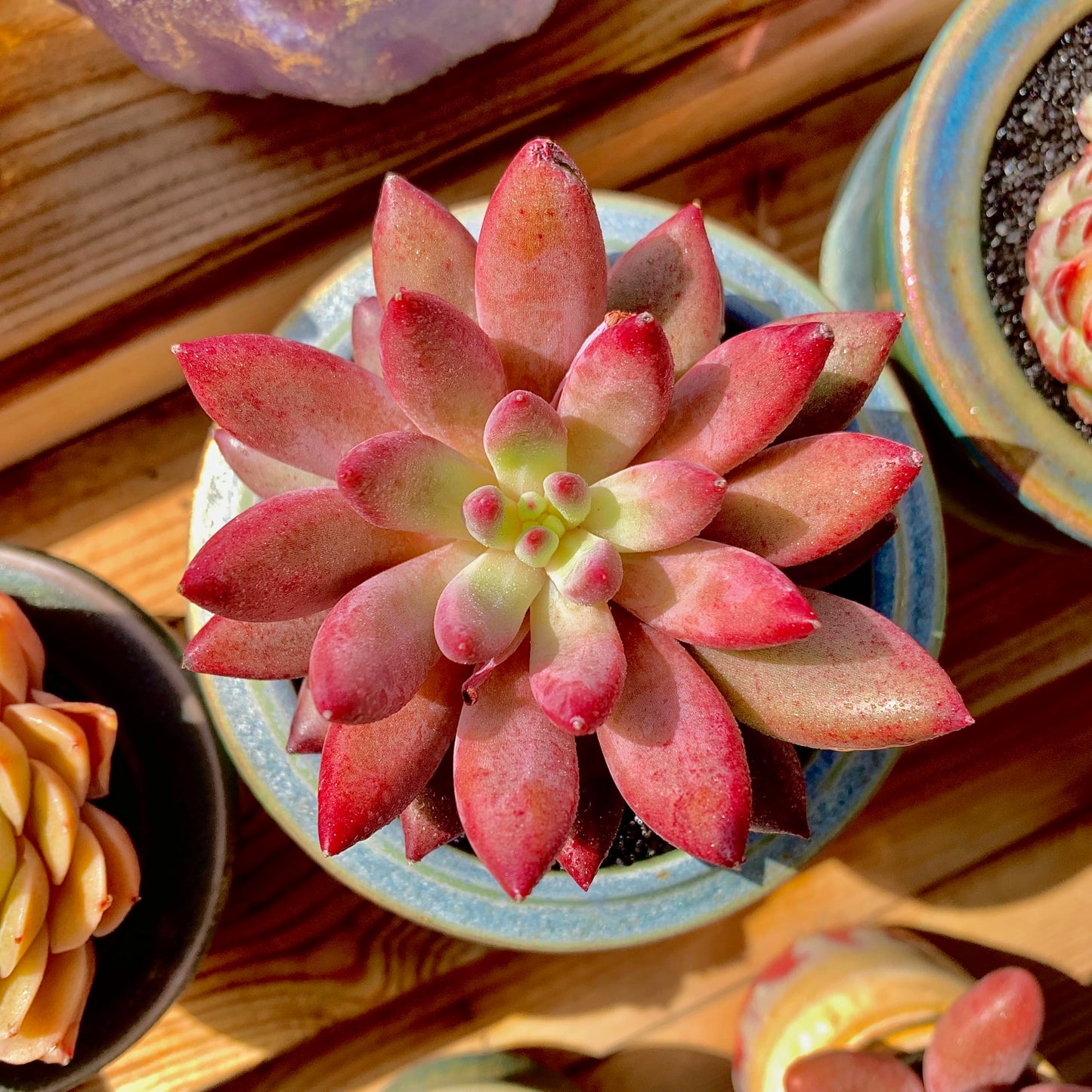 Generic Echeveria Cherry Rare Live Succulent Plants, 1 Head Pot Size 2"" Pink Live Plant, Excludes Pot & Soil, Garden Indoor Office Desk, Wedding Party Baby Shower Decor, Gift for Plant Enthusiasts