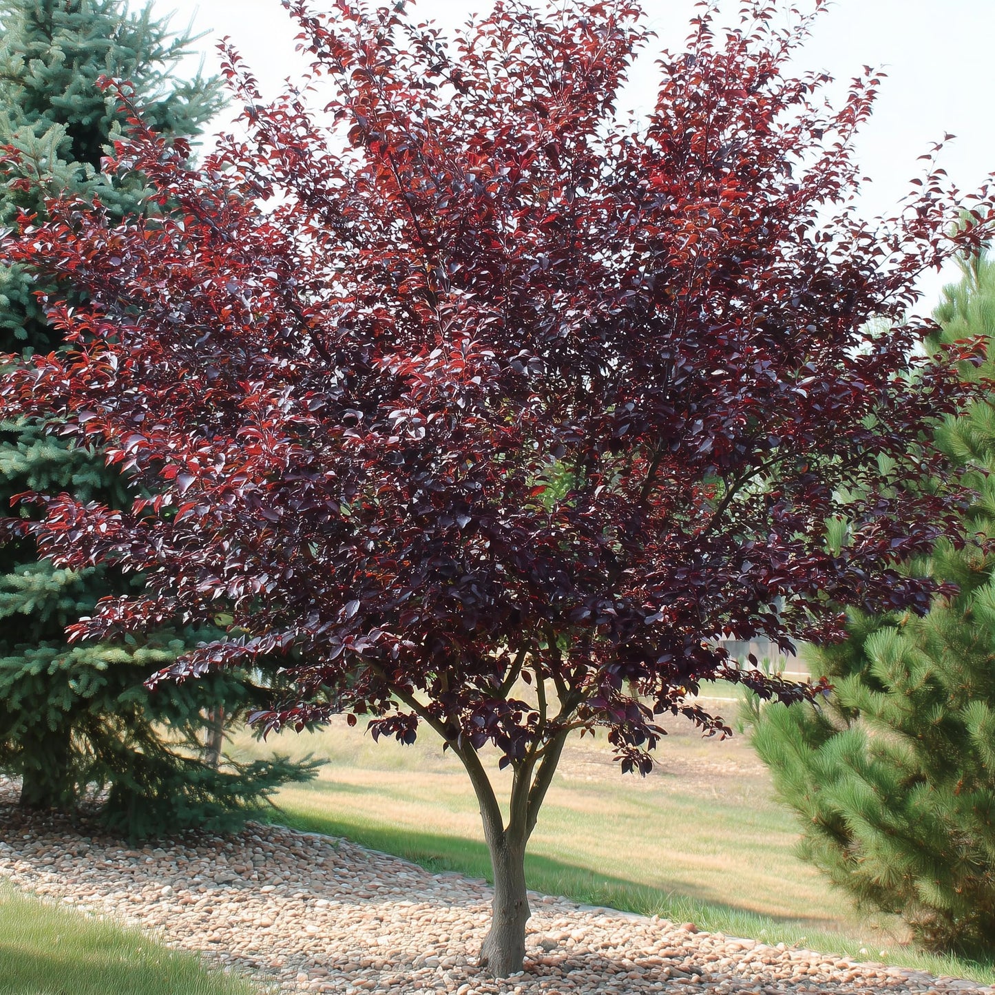 2 Purpleleaf Sand Cherry Shrubs/Trees - 24-36" Tall Live Plants - Purple Leaf Cistena Plum Bushes - Prunus x cistena - (2 Pack)