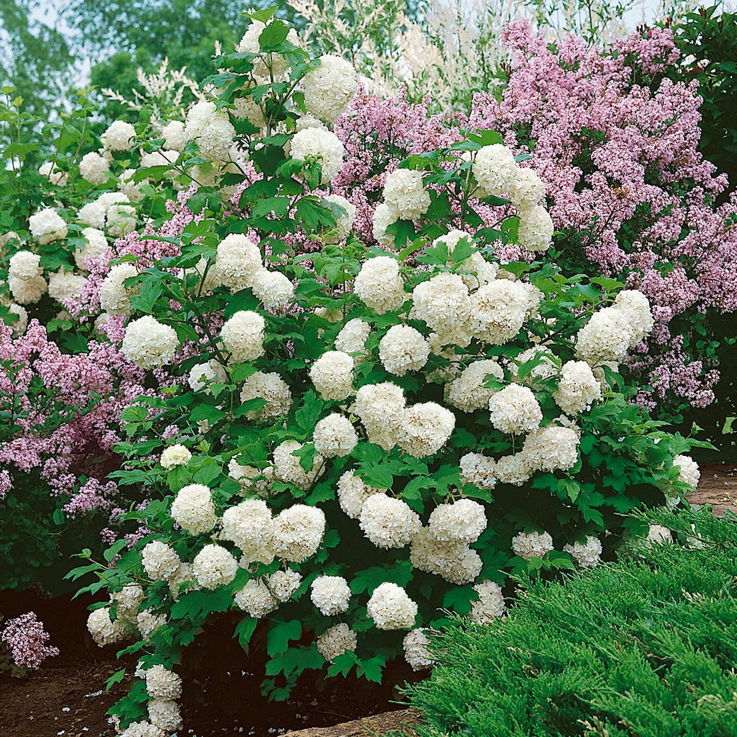 Chinese Snowball Viburnum (2.5 Quart) Flowering Semi-Evergreen Shrub with White Hydrangea-Like Blooms - Full to Part Sun Live Outdoor Plant