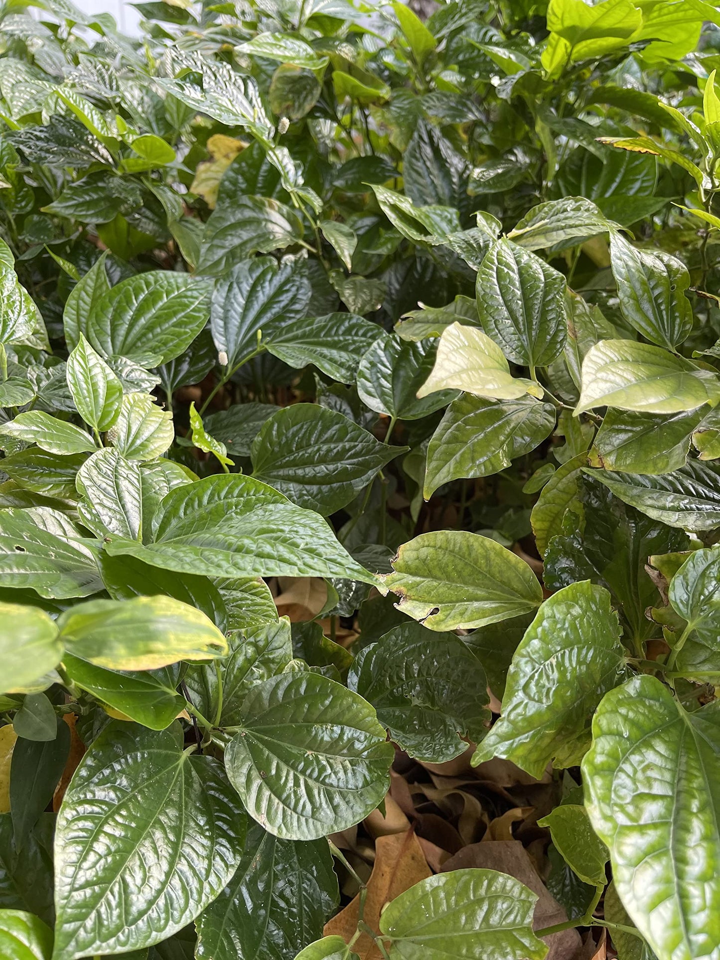 4" Pot Live Betel Leaf Plant, Piper sarmentosum, Piper Lolot-Organic, La Lot or Vietnamese Betel
