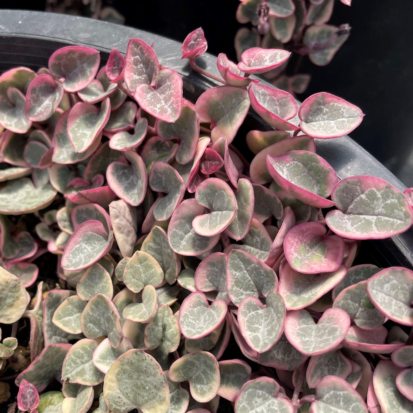 Variegated String of Hearts Plant Live, Ceropegia Woodii Vine, Live Succulent Indoor Houseplant, 2.5 Inch Pot