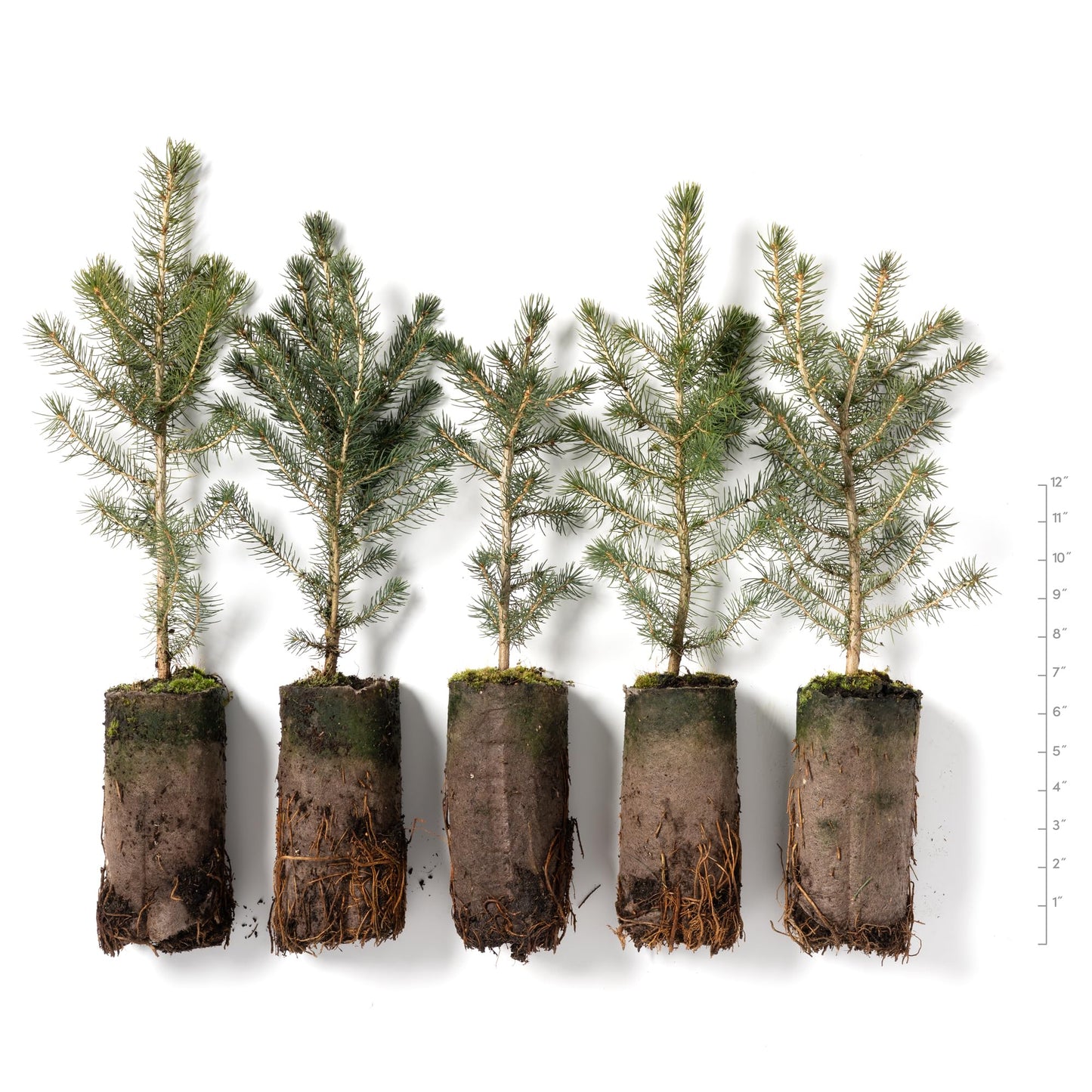 Norway Spruce Jumbo Tree Seedling Plug | 12"-18" | Arbor Day Foundation (5-Pack)