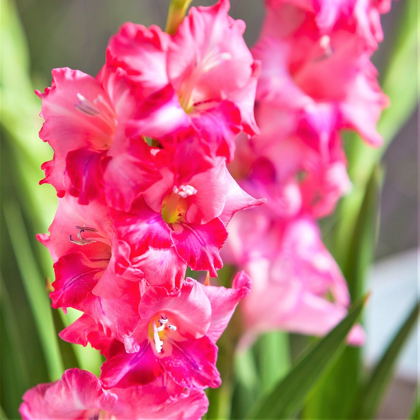 Easy to Grow Hardy Gladiolus Charm 10 Bulbs - Bright Pink Flowers Bloom in Spring to Summer Sun