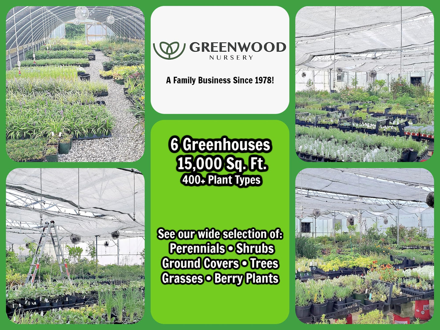 Greenwood Nursery: Live Perennial Plants - Pineapple Sage + Salvia Elegans - [Qty: 2X Pint Pots] - (Click for Other Available Plants/Quantities)