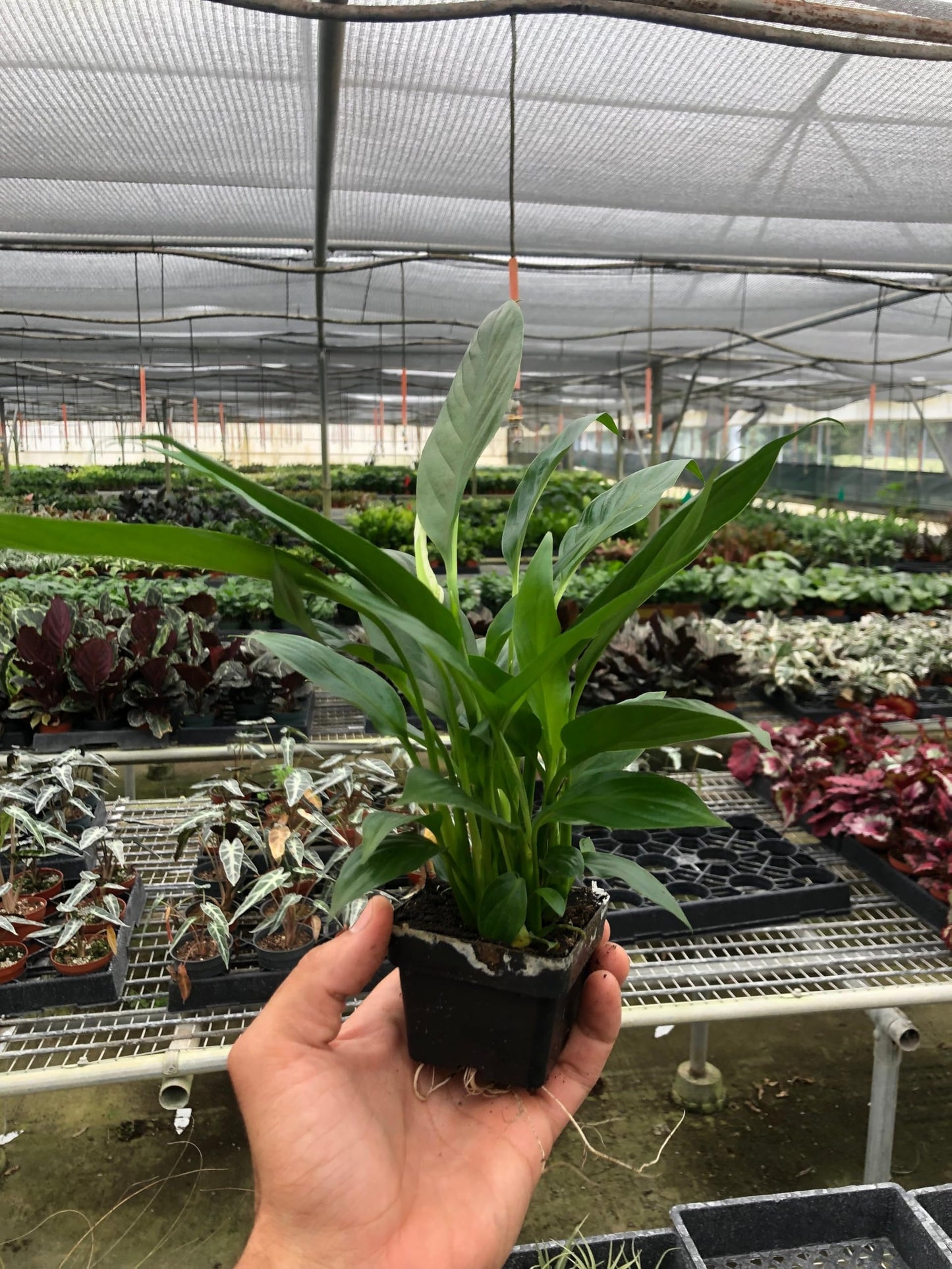 Spathiphyllum 'Peace Lily' | Live Plant for Indoor & Outdoor | for Living Room, Office, Bathroom | (3" Pot)