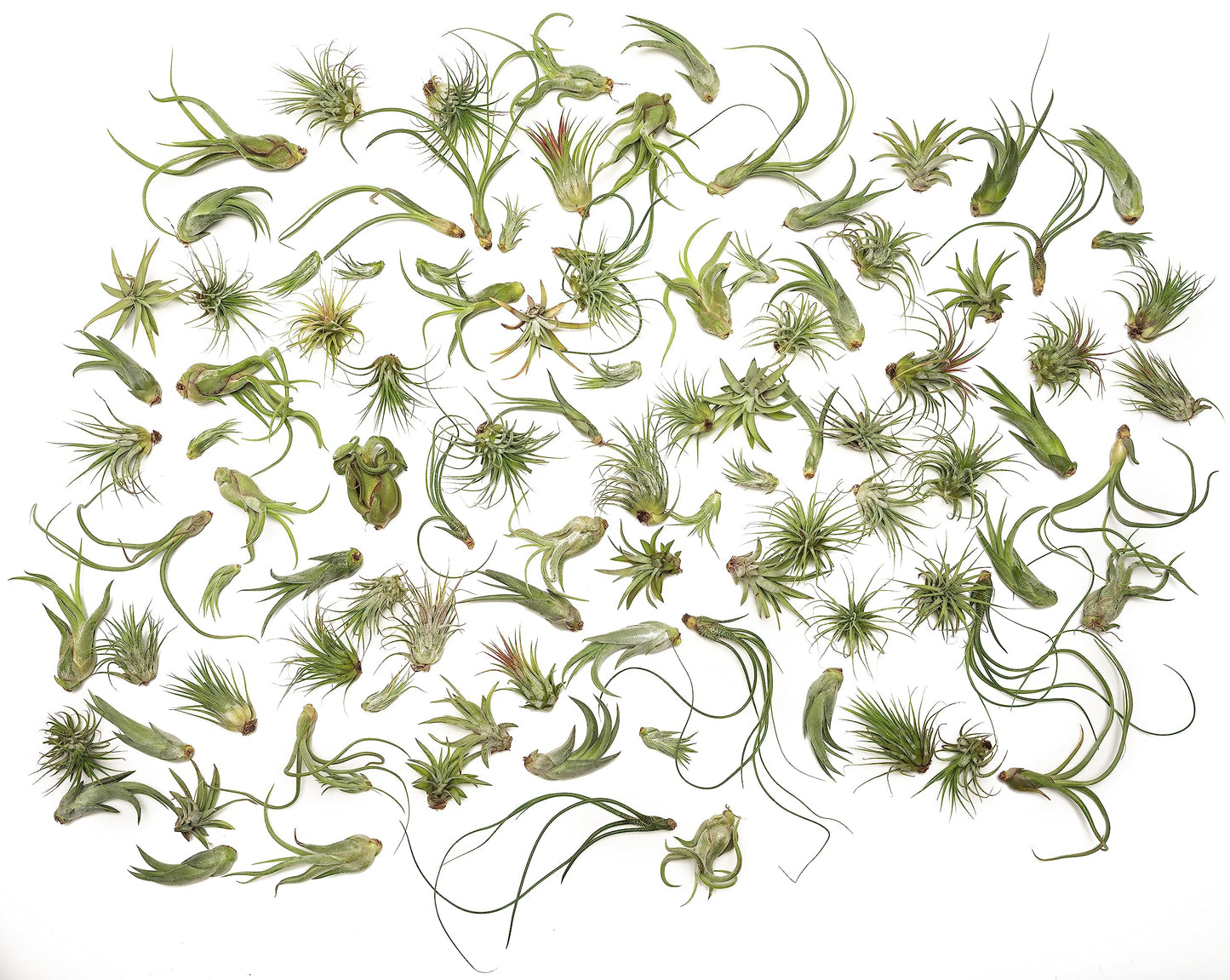 Tillandsia Air Plants Live Indoor Plants (100 Pack), Air Plants Bulk Party Favors or Wedding Favors Live Plants, Air Plant Lover Gifts, DIY Terrarium Kit, Air Succulents Plants Live by Plants for Pets