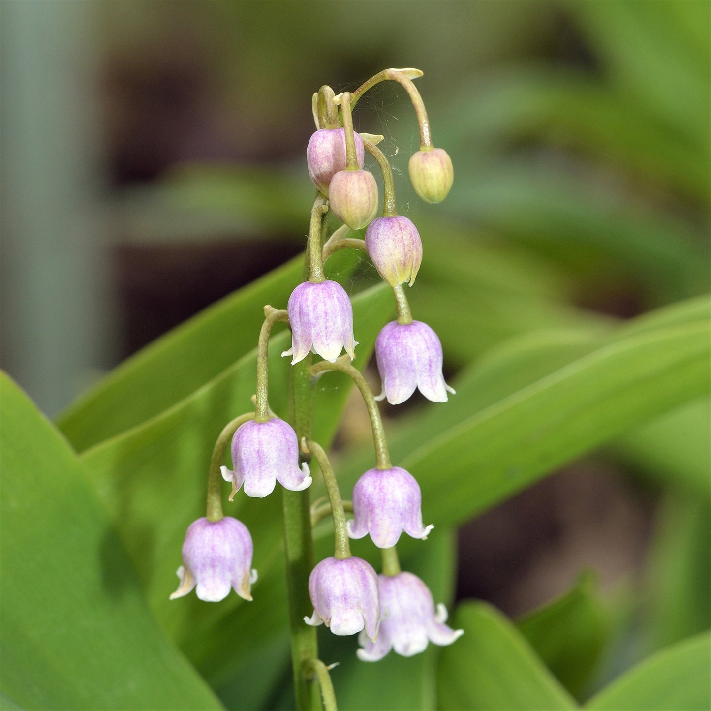 Easy to Grow Convallaria 'Lily of The Valley Rosea' (5 Pack) Bulb Pips- Fragrant Pink Flowering Blooms in Spring Gardens