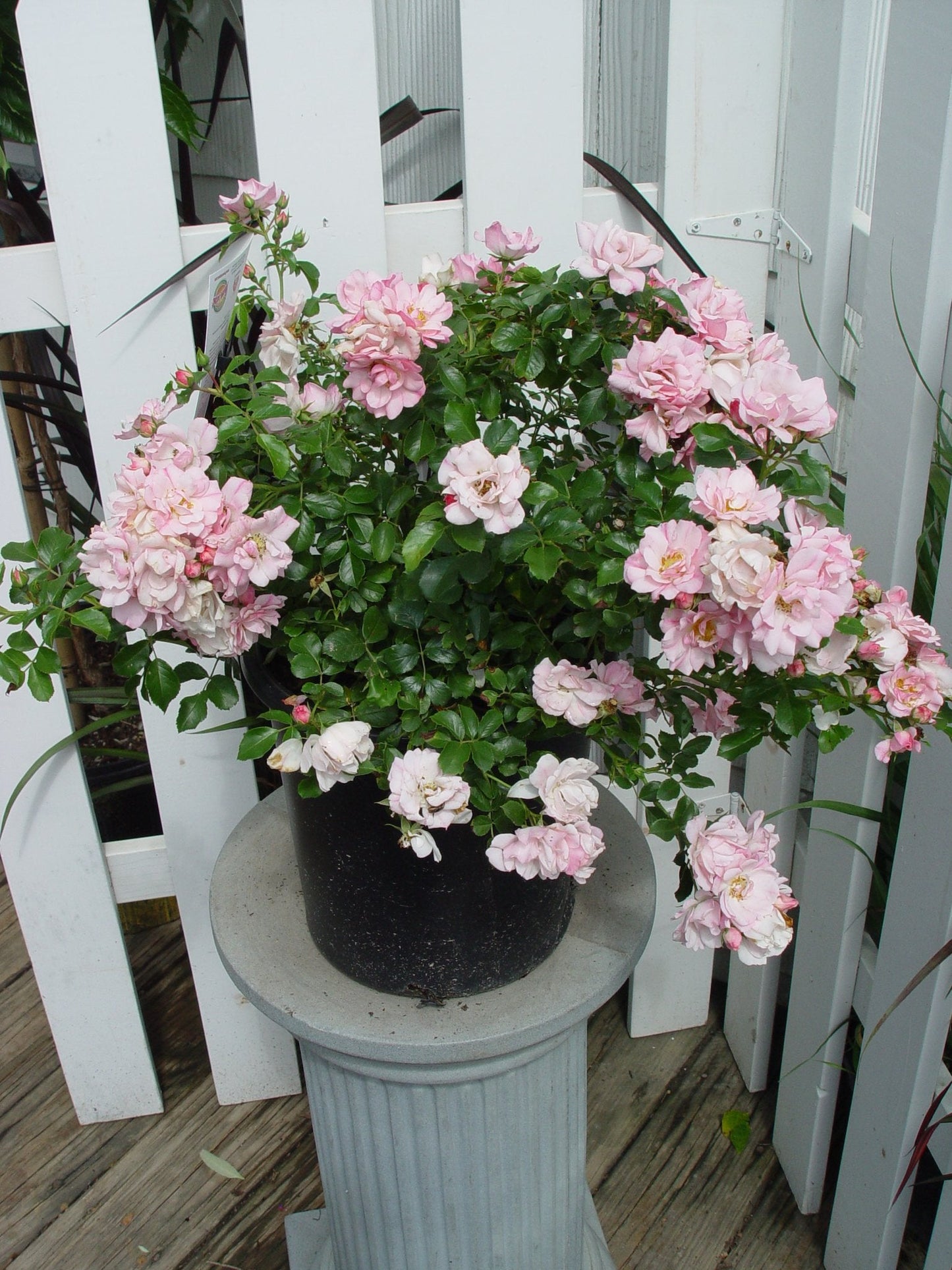 Live Plant from Green Promise Farms Flower Carpet Roses ROSA `FLOWER CARPET APPLE BLOSSOM` Pink Flower Shrub #2 Size Container White