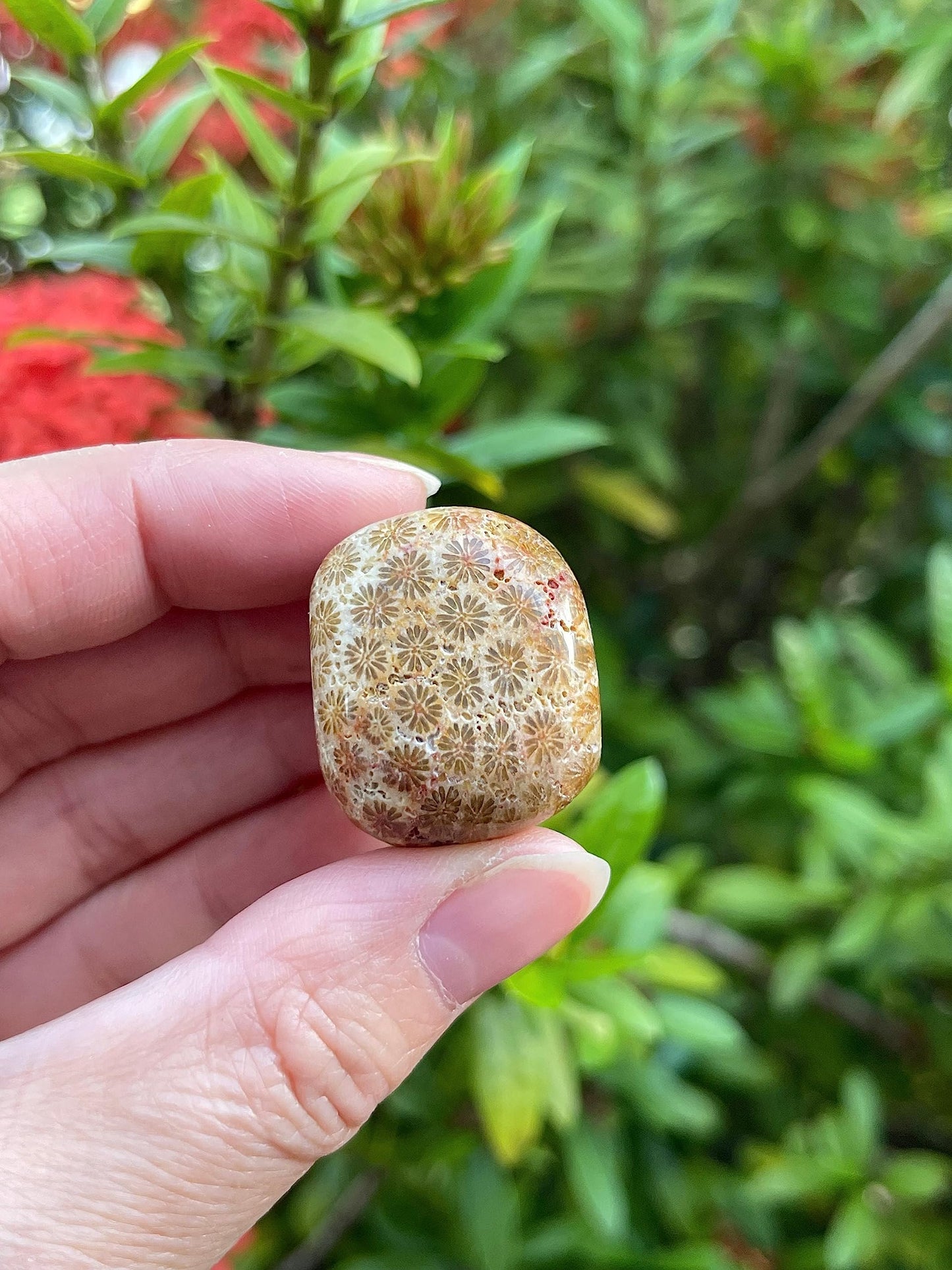 GAF TREASURES 5 Pcs Fossil Coral Tumbled Stones, Polished Natural Fossil Coral Gemstone, Fossil Coral Healing Crystals (Fossil Coral)