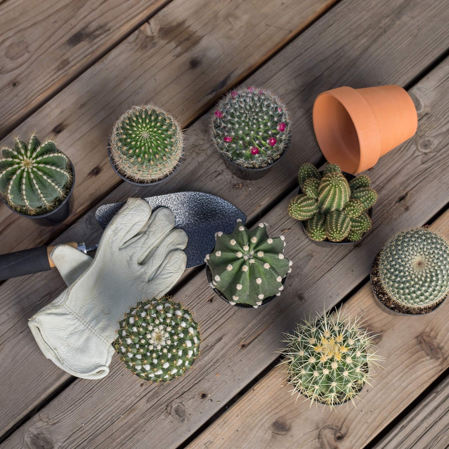 Altman Plants, Assorted Cactus Plants Live Plants (4 Pack), Live Cactus Plant Live Succulents Plants Live Houseplants, Cacti Live Indoor Plants Succulent Plants House Plants in Cactus Soil Potting Mix