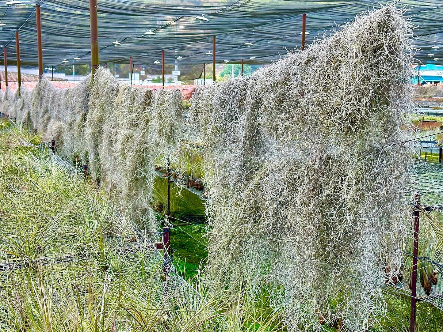ragnaroc Tillandsia Usneoides ‘Thick-Colombian Spanish Moss’ - ragnaroc Indoor Tropical Plant 16” / 1 oz - Live Arrival Guaranteed - Live Air Plant & House Plants for Home Decor & Gift