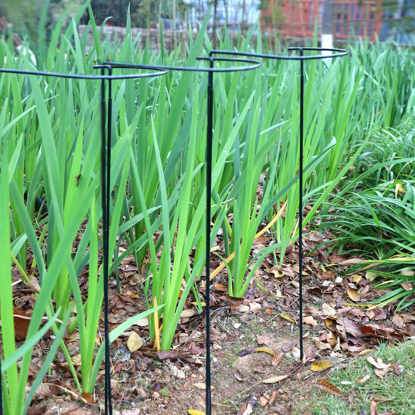 6-Pack Garden Plant Support Cages,14"Diax32"H Heavy Duty Interlinked Half Round Peony Support Rings,Metal Plant Support Stakes for Peony,Tomato,Hydrangea,Rose,Indoor & Outdoor Garden Plant Supports