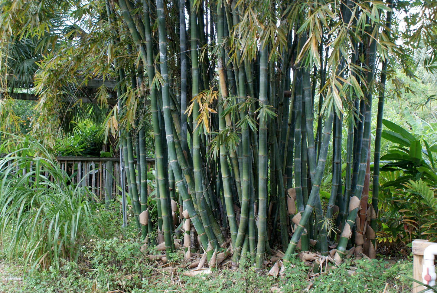 Giant Timber Bamboo Plant - Bambusa oldhamii - Live Outdoor Cutting Plant 12" - 24"