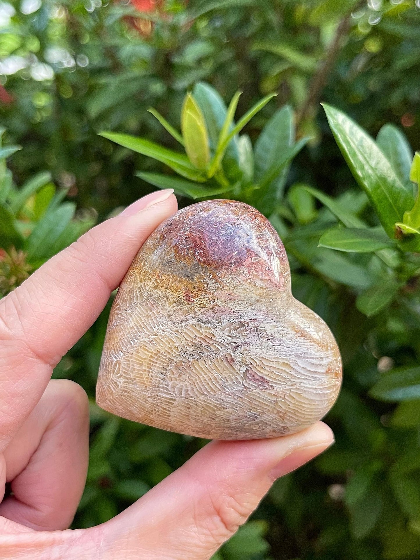 GAF TREASURES Fossil Coral Gemstone Hearts, Polished Fossil Coral Puffy Hearts, Fossil Coral Crystal Palm Stone, Fossil Coral Healing Crystal Hearts (1 Heart)