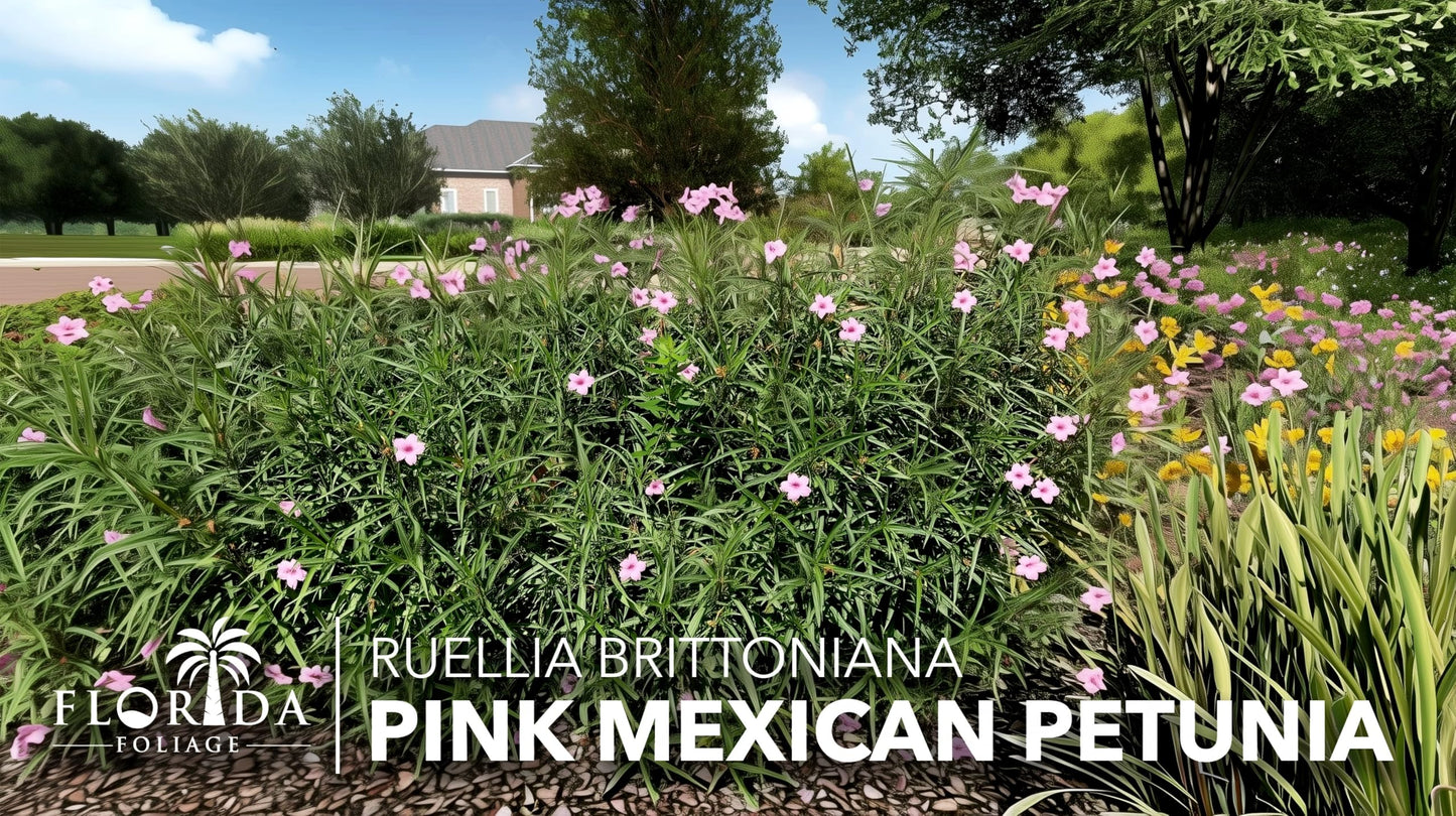 Mexican Petunia Pink | 3 Live Plants | Ruellia Brittoniana | Pink Flowering Landscape Pollinator | Heat Tolerant Groundcover | Outdoor Perennial for Gardens Borders Walkways Containers