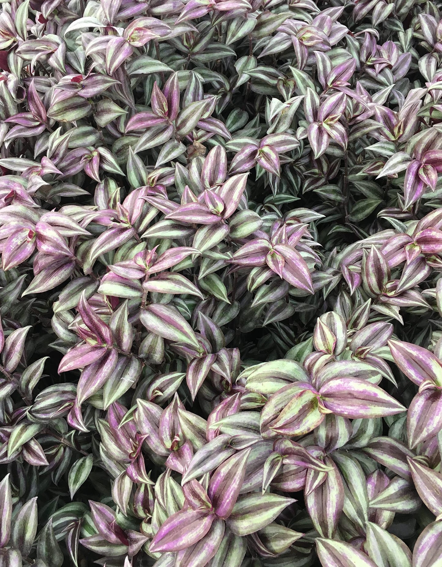 Purple Wandering Jew Plants in 4 Inch Pots (2) Please DO NOT Order in Severe Weather Conditions, These Plants DO NOT Ship Well in Extreme Heat and Cold