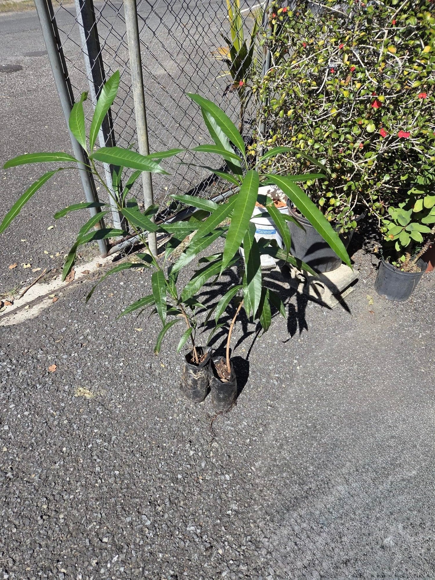 Honey Kiss Mango Tree – 1.5-2 Feet Tall, Naturally Seed Grown | Live Dwarf Tropical Fruit Tree (Mangifera Indica) | Compact, Container-Friendly Variety | Sweet, Fiberless Honey Like Mango