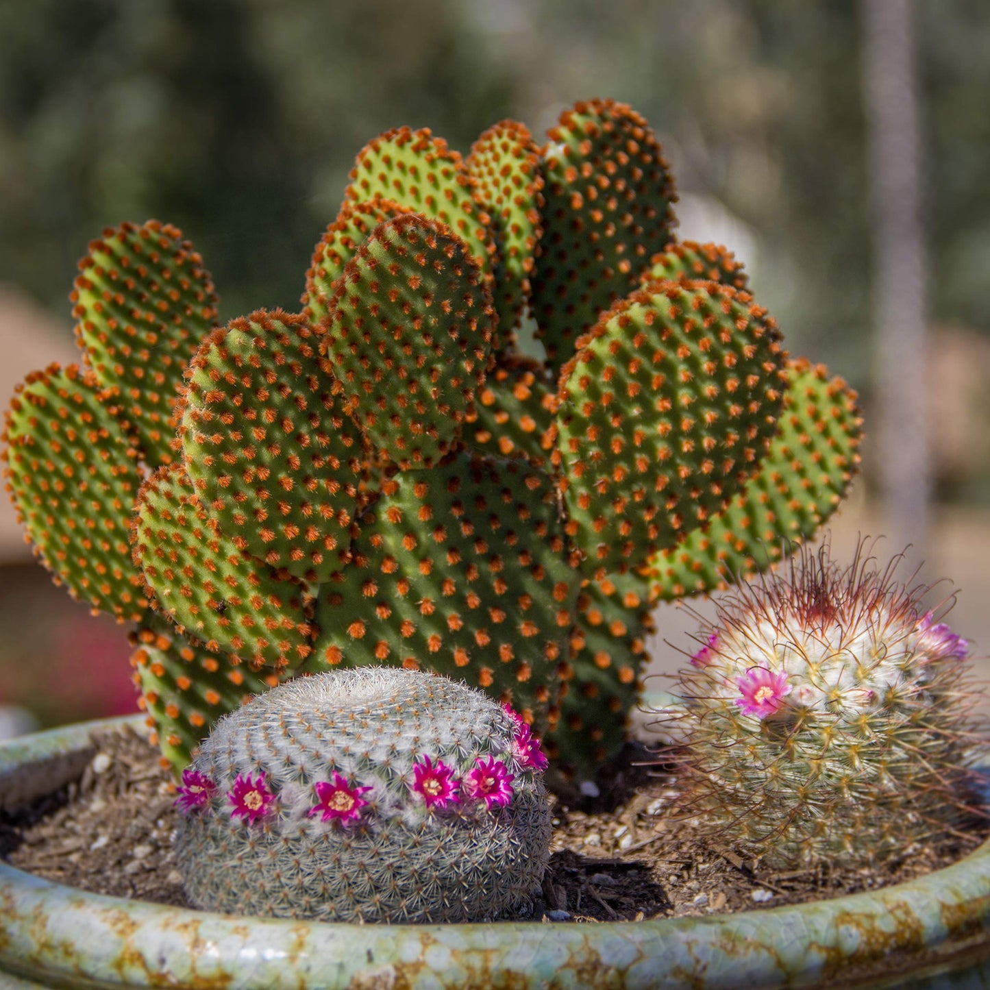 Altman Plants, Assorted Cactus Plants Live Plants (4 Pack), Live Cactus Plant Live Succulents Plants Live Houseplants, Cacti Live Indoor Plants Succulent Plants House Plants in Cactus Soil Potting Mix