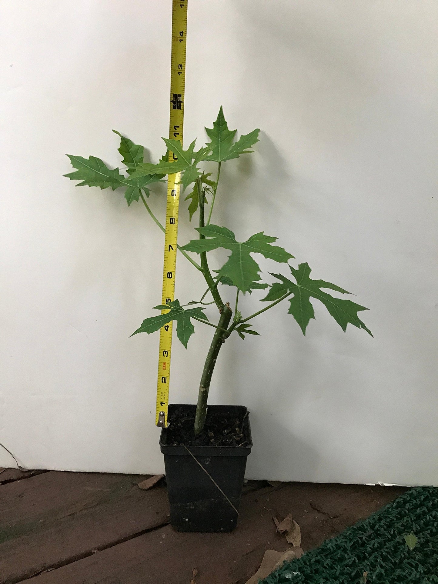 CHAYA PLANT /Cnidoscolus aconitifolius/ Mayan Tree Spinach / Deeply-Lobed Variety (1)