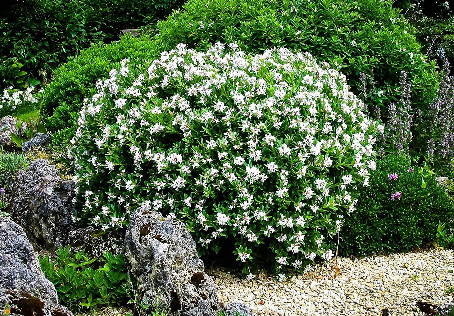 August Beauty | 1 Large Trade Gallon Size Plant | Gardenia Jasminoides | Fragrant Blossoms, Evergreen Shrub, Indoor Outdoor Plant, Ideal for Landscaping, Low Maintenance, Beautiful White Flowers