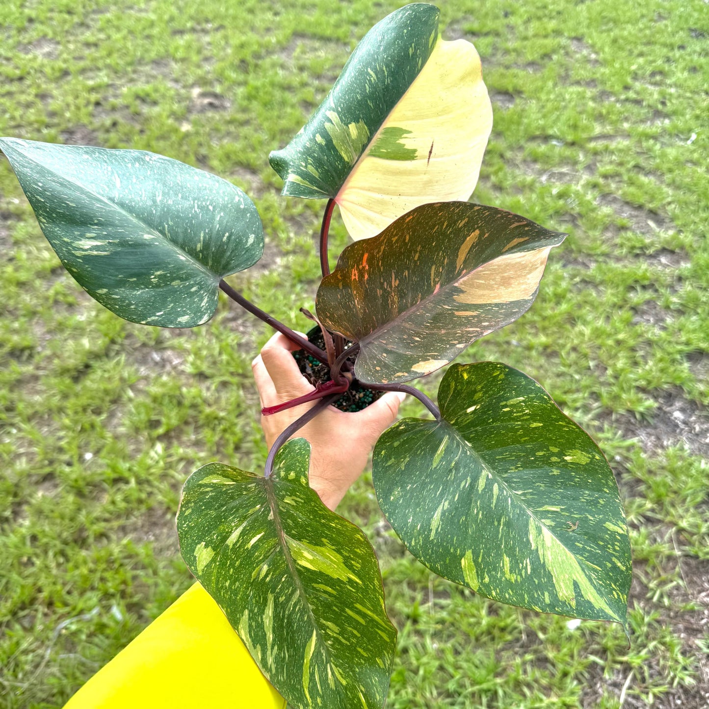 Live Philodendron Orange Princess Plant – Live 4” Variegated Indoor Aroid with Dark Green & Copper-Orange Leaves | Easy Air-Purifying Houseplant for Home or Office Decor (Heat Pack Included)