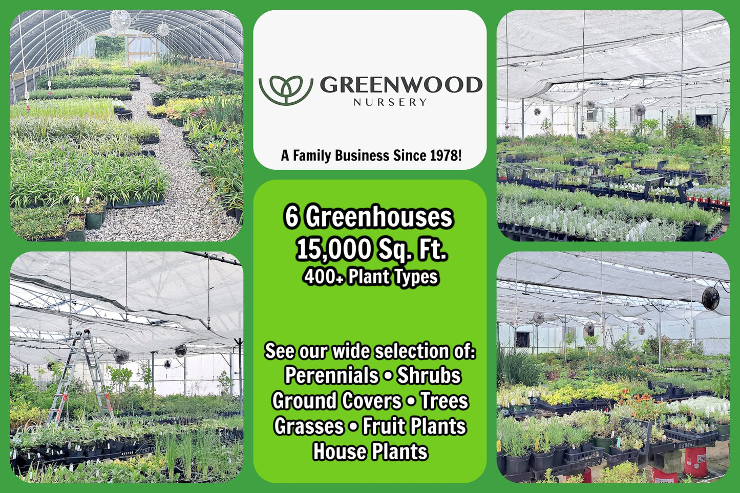 Greenwood Nursery: Live Perennial Plants - Yellow Trumpet Creeper Vine + Campsis Radicans - [Qty: 2X 3.5 Pots] - (Click for Other Available Plants/Quantities)