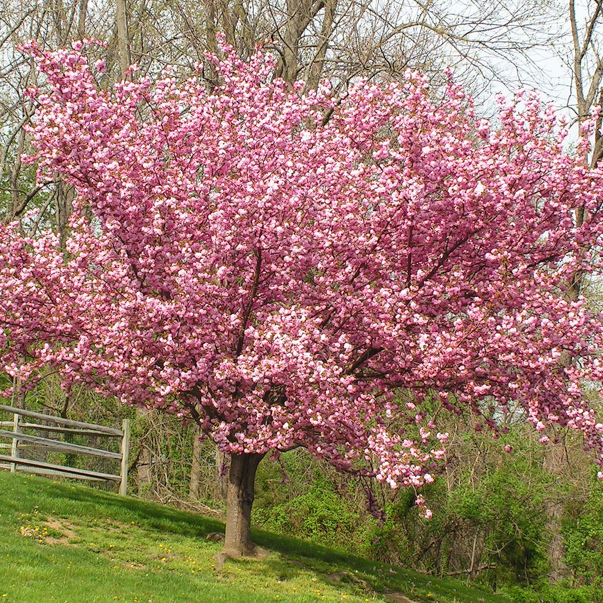 Van Zyverden Ornamental Tree Cherry Kwanzan 1 Root Stock