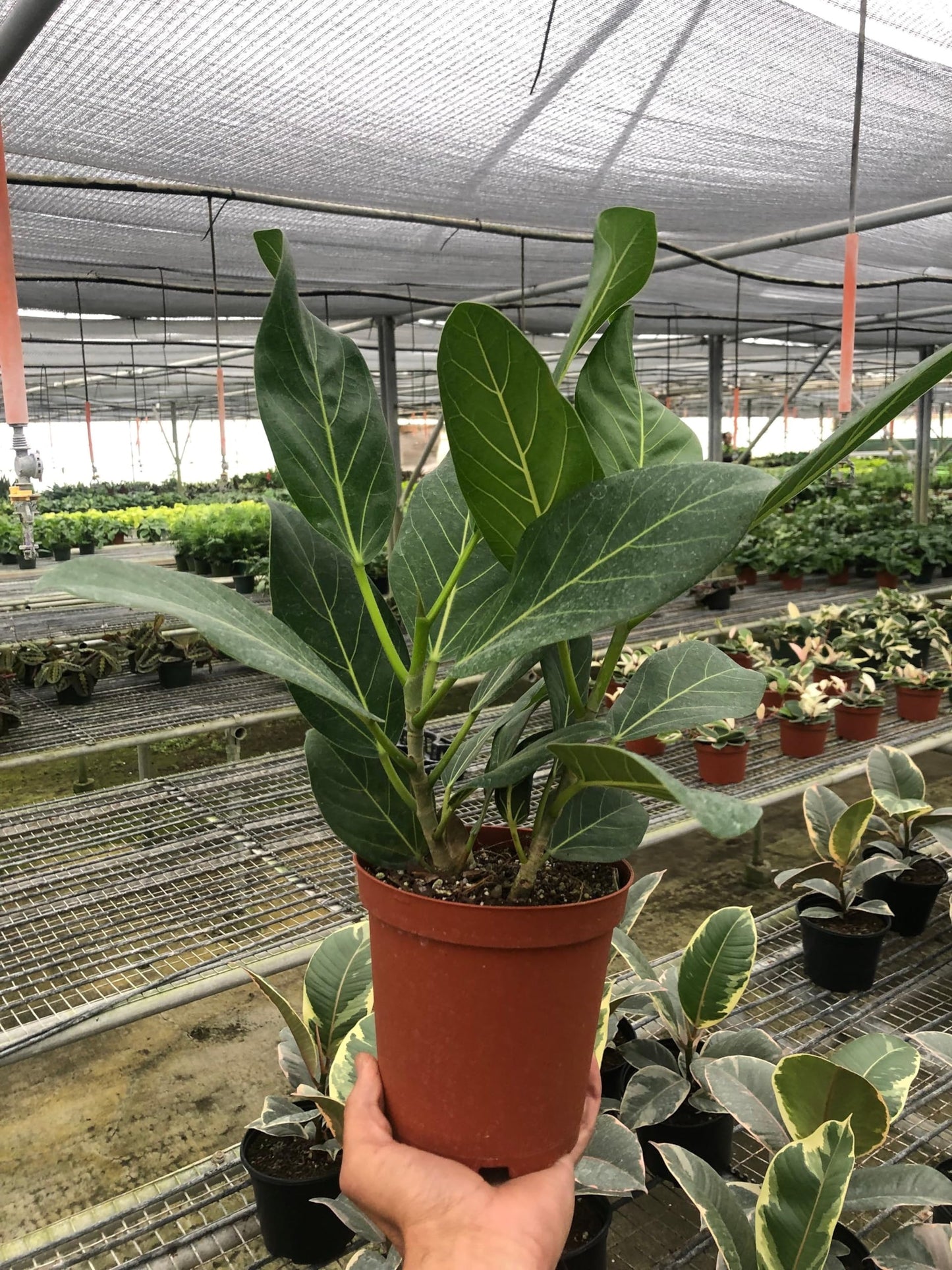 Ficus Elastica Audrey | Live Plant for Indoor & Outdoor | for Living Room, Office, Bathroom | (4" Pot)
