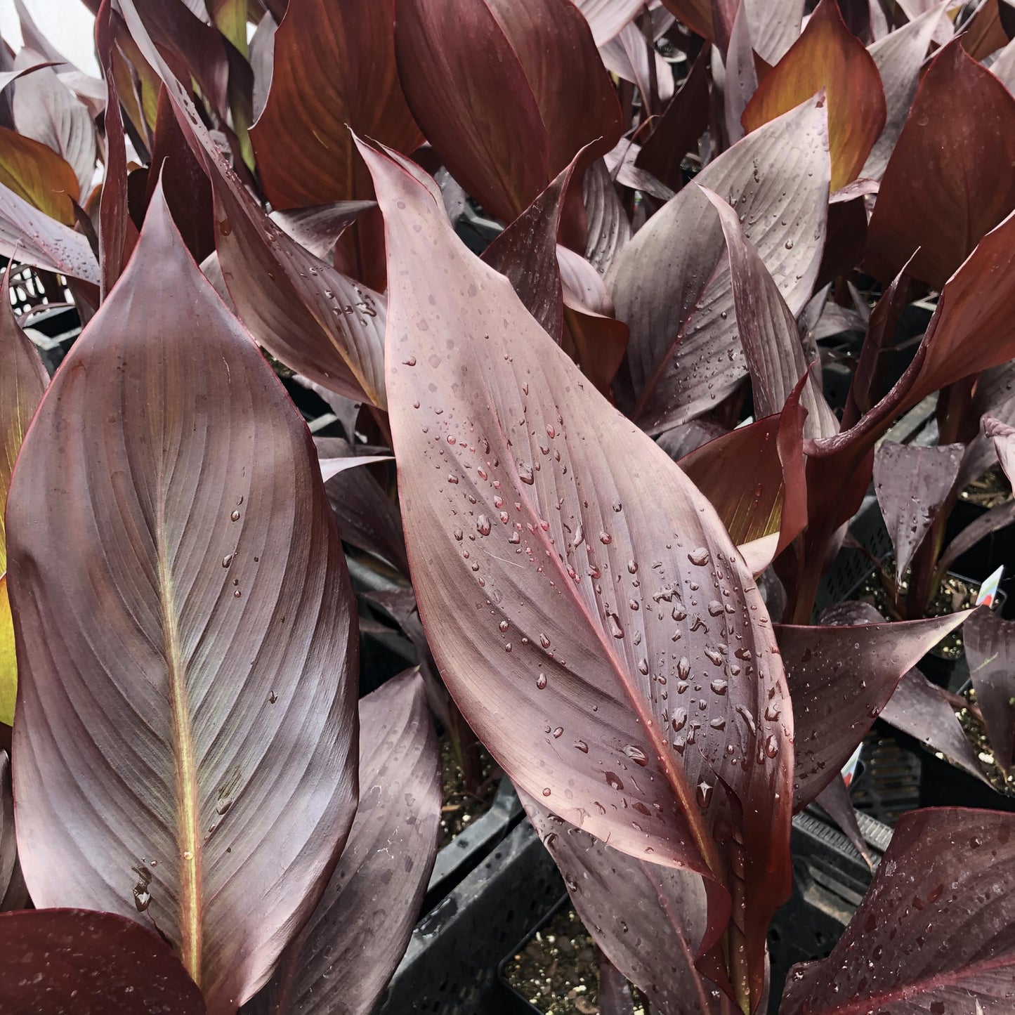 Australia Canna Lily Bulb – Deep Crimson Blooms, Dark Chocolate Bronze Foliage, Tropical Garden Perennial, Zones 3–9, 4–5 Ft Tall, Summer Rhizome, 1 Bulb
