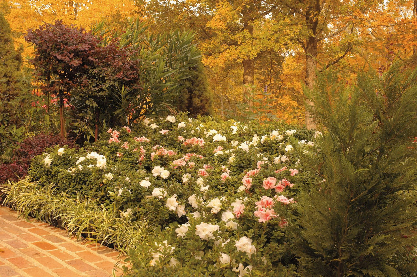 Encore Azalea Autumn Moonlight (3 Gallon) White Flowering Shrub - Full Sun Live Perennial - Evergreen Ivory White Shrub