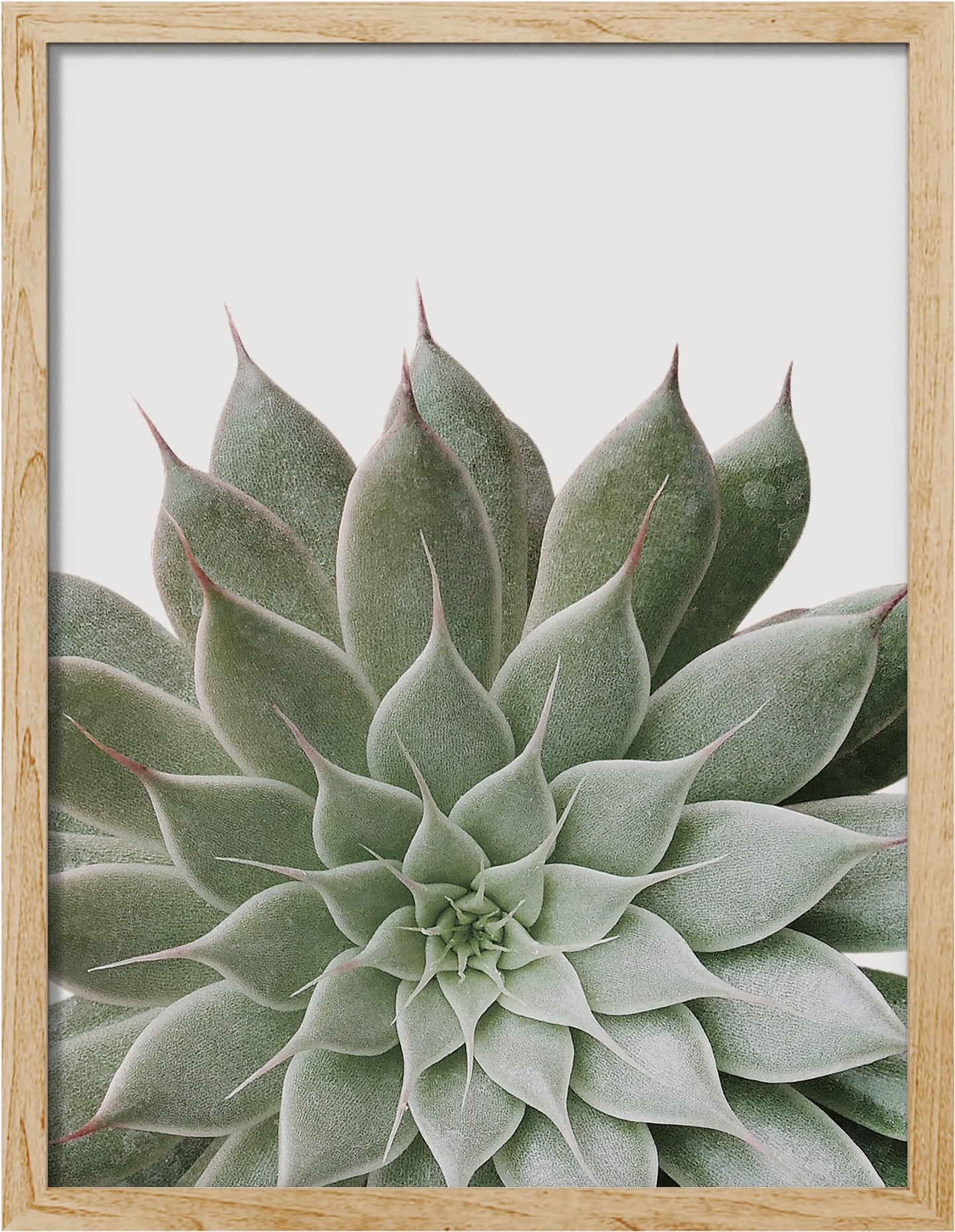 SIGNWIN Framed Desert Succulent Wall Art, Close Up Echeveria Green Flower Wall Decor Prints, Nature Wilderness Wall Décor for Living Room, Bedroom - 12"x16" Natural
