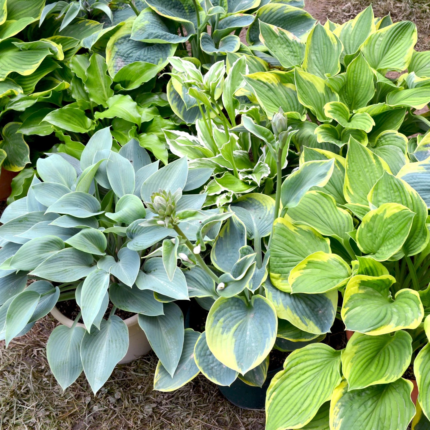 5 Pack Hosta by the Handful Variety Pack, Bareroot, Dormant, Shade Perennial (5 Bareroots)